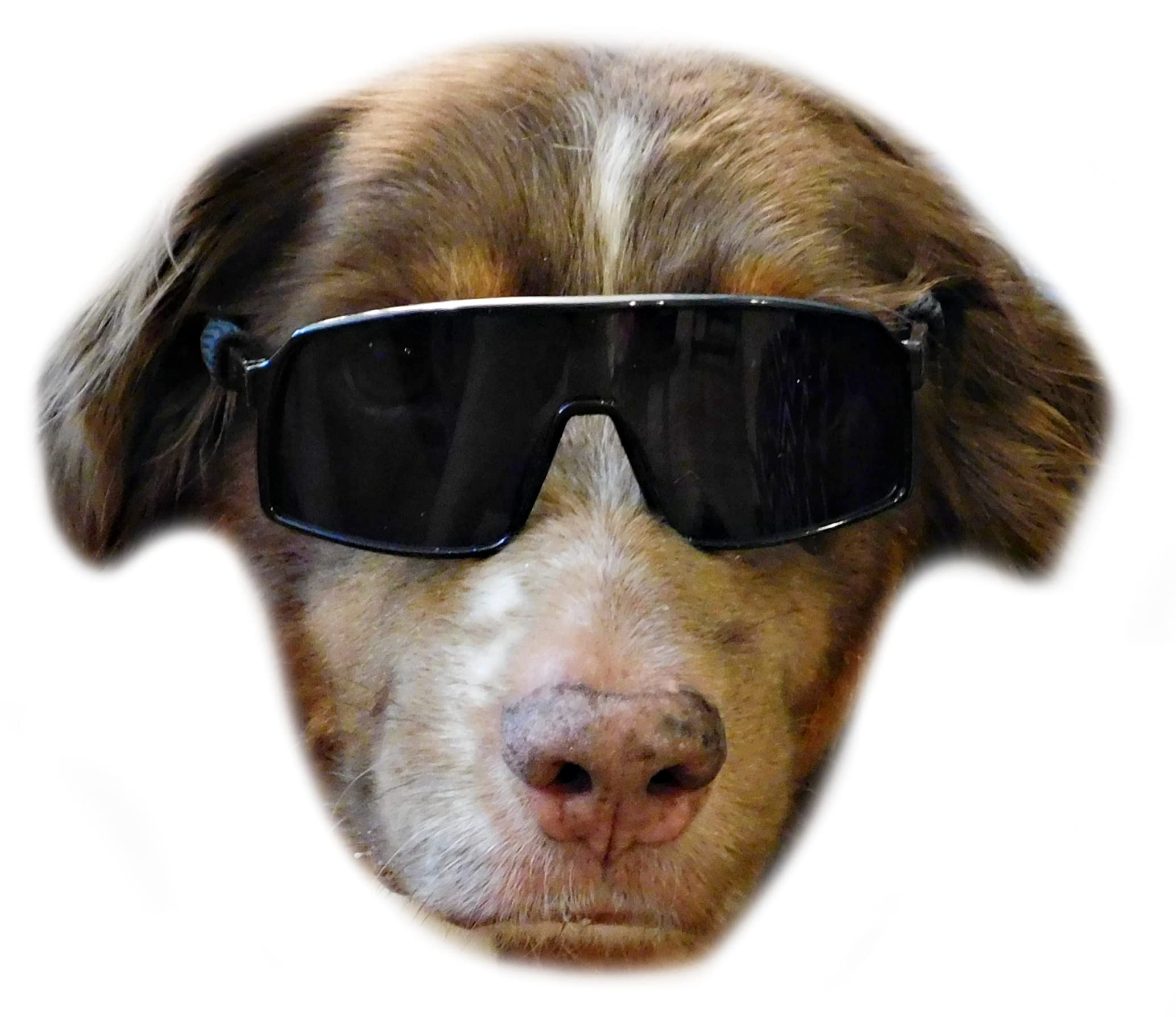 G010 Dog Pet Turbo Sports Sunglasses Medium Breeds 20-40 Lbs (Turbo Black)