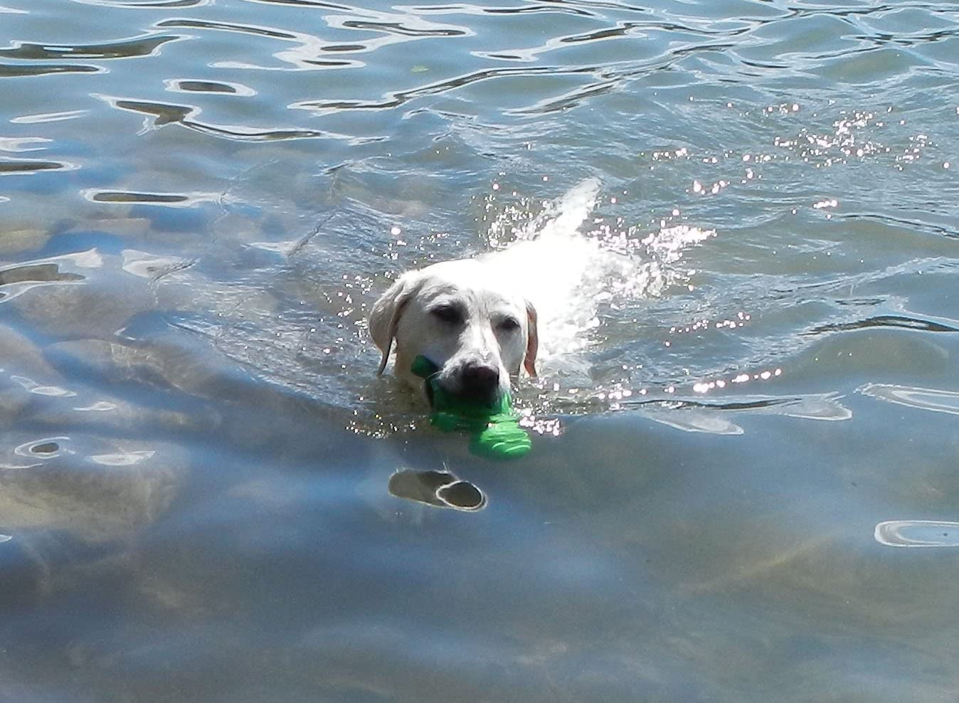 Cycle Dog Small Blue 3-Play Hippo Dog Toy with Ecolast Recycled Material - Tough & Sustainable Chew Toy for Dogs & Puppies/Treat