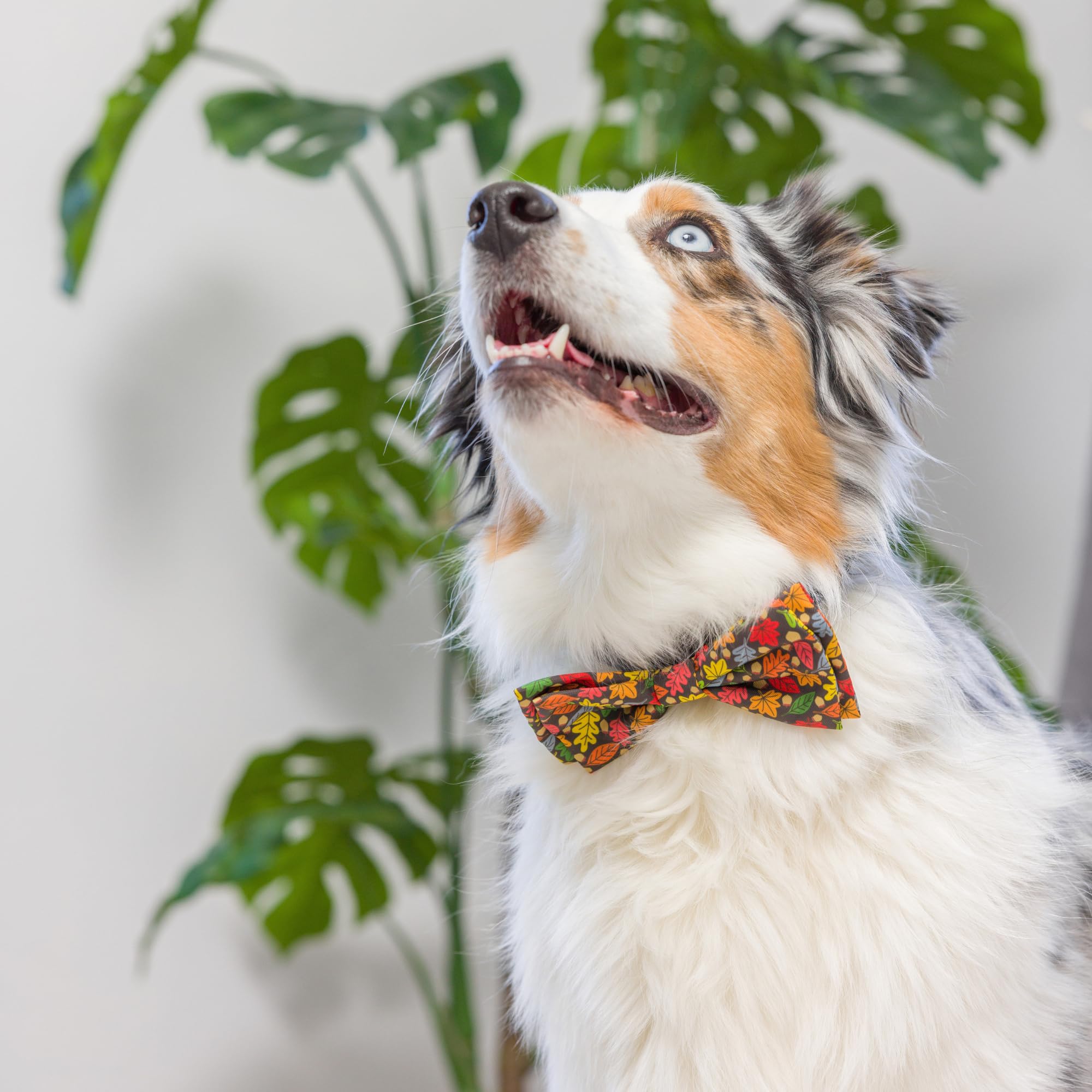 Huxley & Kent Bow Tie For Pets | Leaves & Nuts (Extra-Large) | Fall Bow Tie Collar Attachment | Fun Bow Ties For Dogs & Cats | C