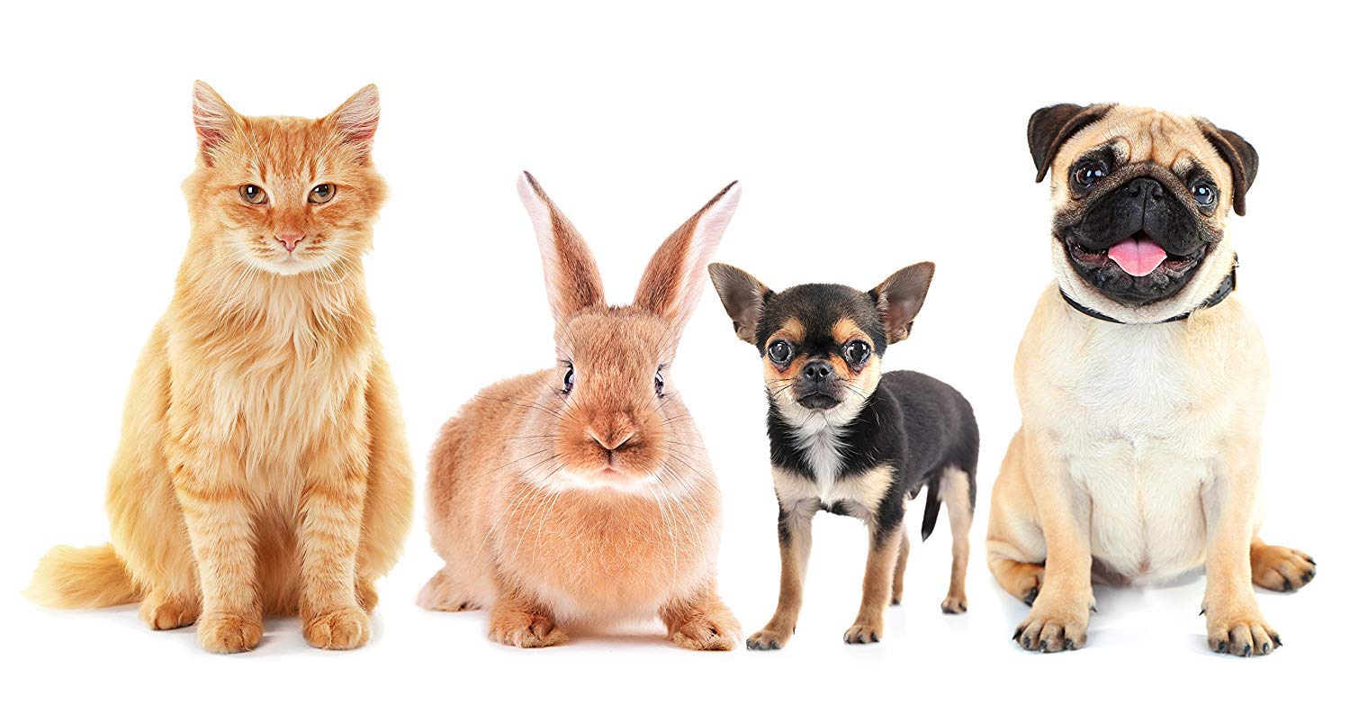 Puppygohere Dog Litter Box, Large Size, Blacksmithe Black, Durable & Pet Safe Puppy Litter Box, Indoor Open Top Entry Dog Litter Pan, Comfortable For Dogs, Great For Dogs Up To 20 Lbs