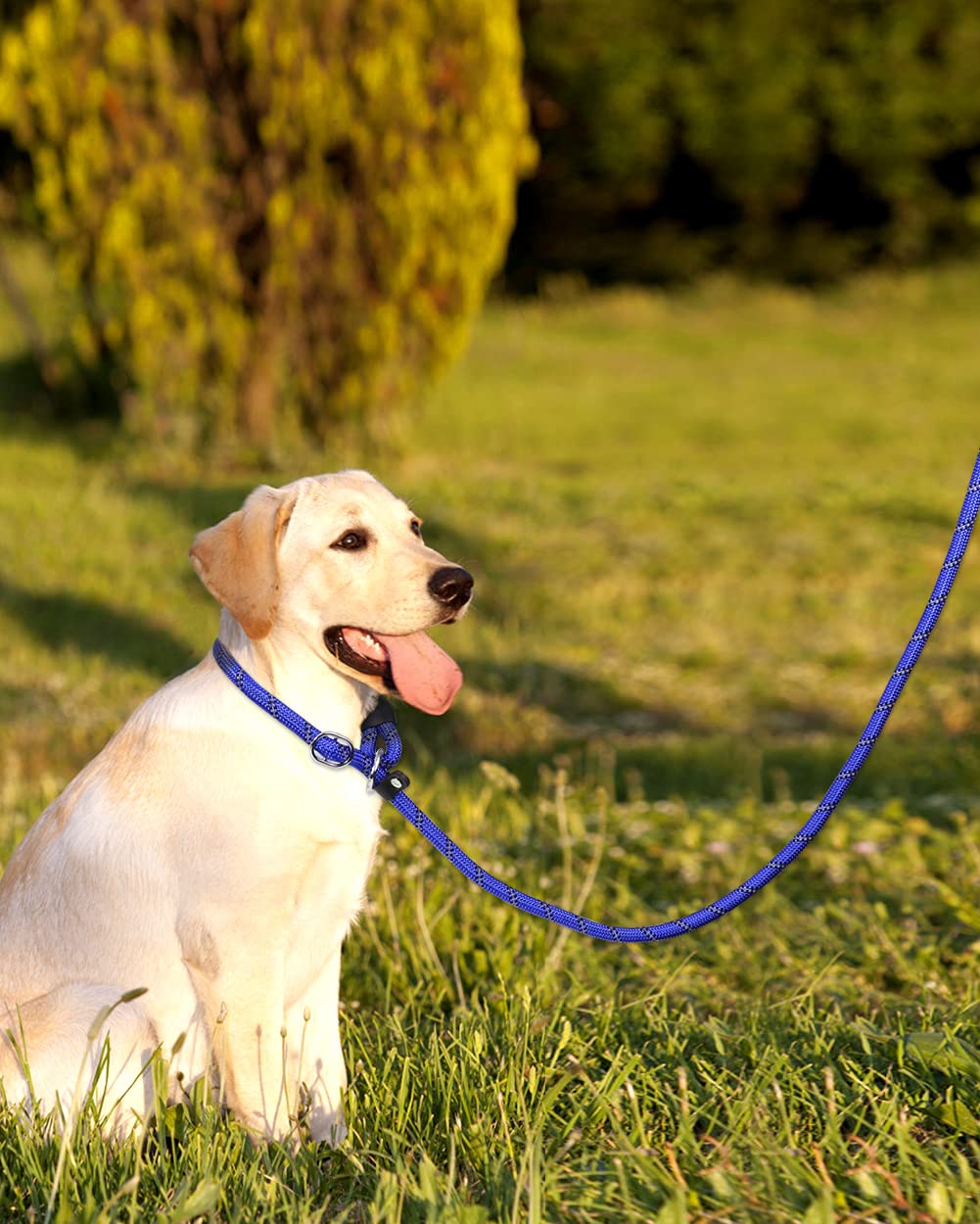 Tagme Slip Leads For Dogs, 6 Ft Heavy Duty Dog Leash With Padded Handle, Strong Rope No Pull Pet Training Leash For Large Dogs,Navy Blue