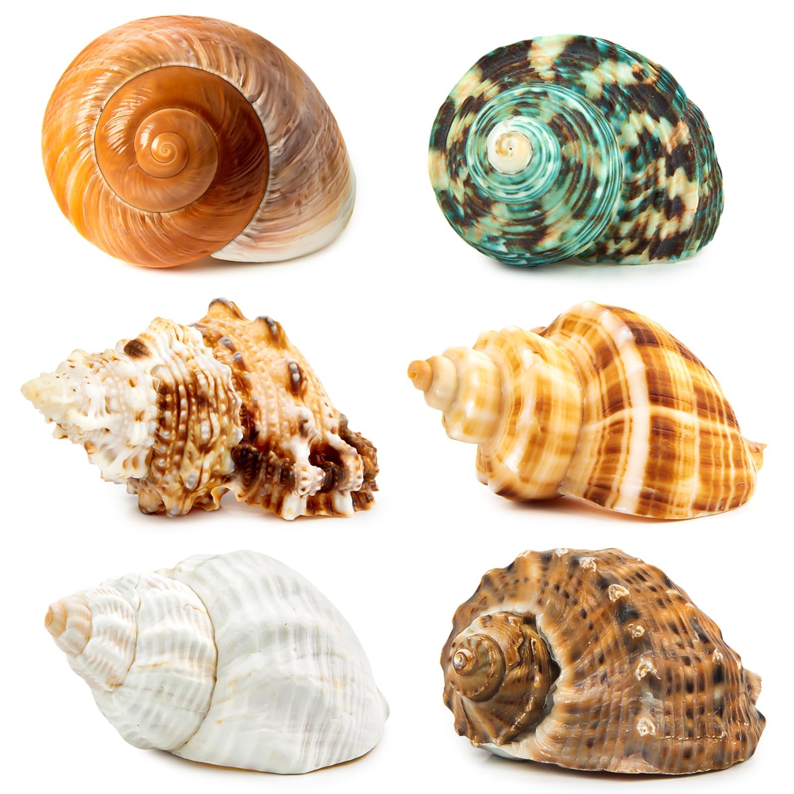WeDoSoy 6PCS Medium Large Hermit Crab Shells | Natural Sea Conch Size 2.3 - 3.5, Opening Size 1 - 2.1 | Turbo Seashells for Herm
