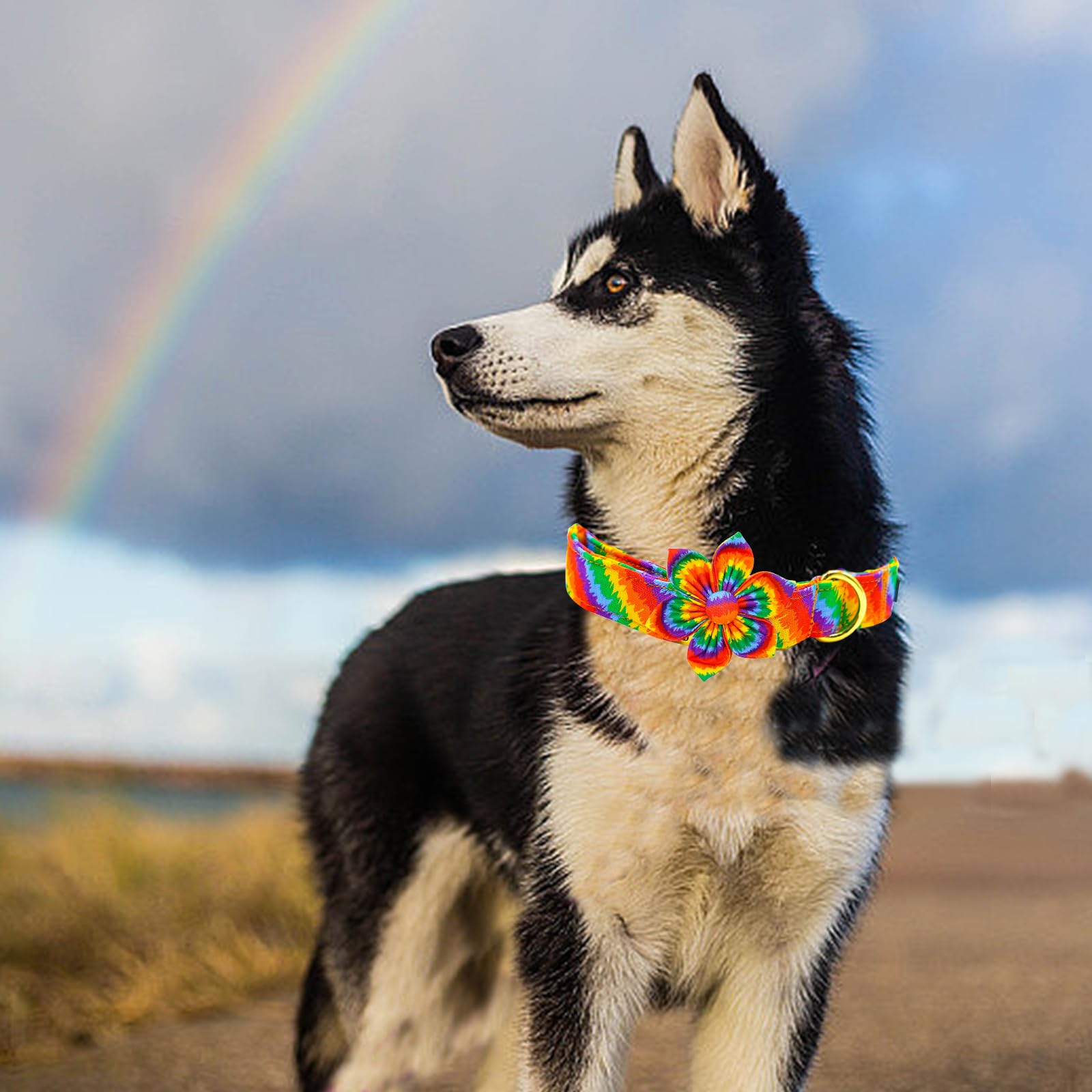 Elegant Little Tail Lgbt Dog Collar, Rainbow Dog Collars With Flower Puppy Lgbt For Pride Month Pet Flower Holiday Pet Gift Dog