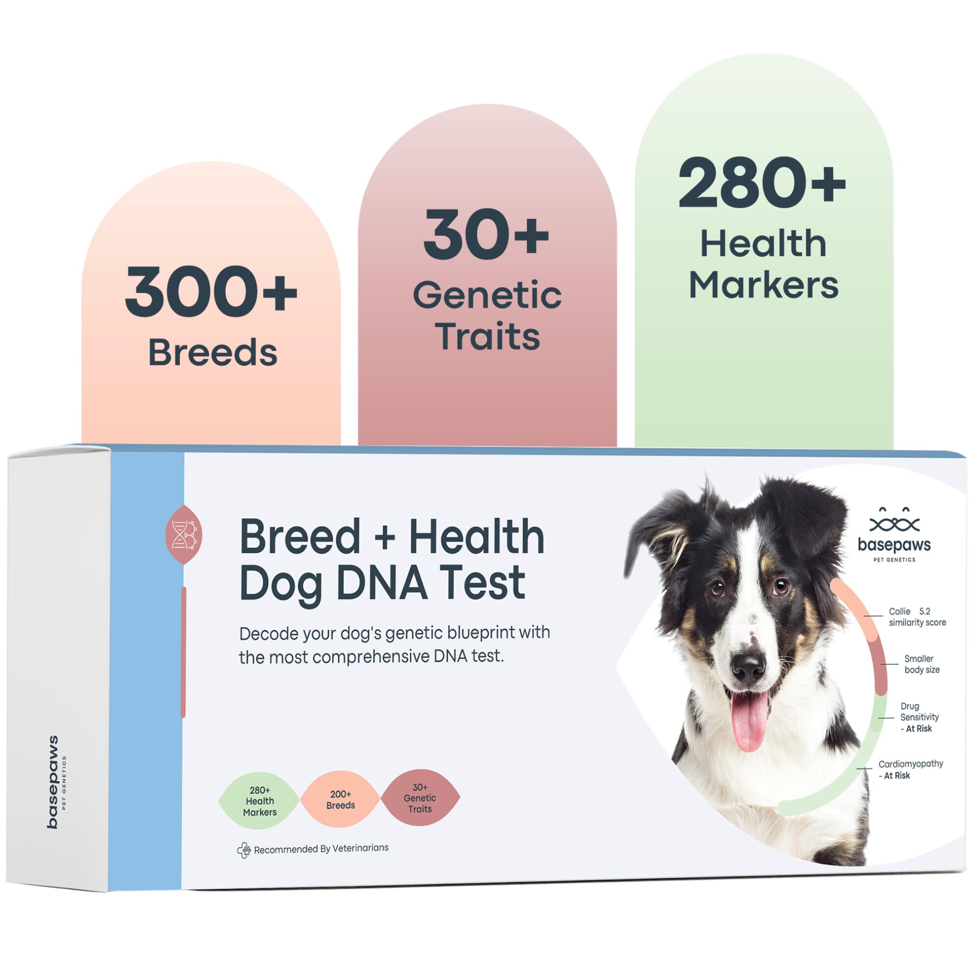 Basepaws Dog DNA Testing Kit - 300+ Breeds, 280+ Health Risks, and 30+ Traits - Comprehensive Mixed Breed Identification, Pet DN