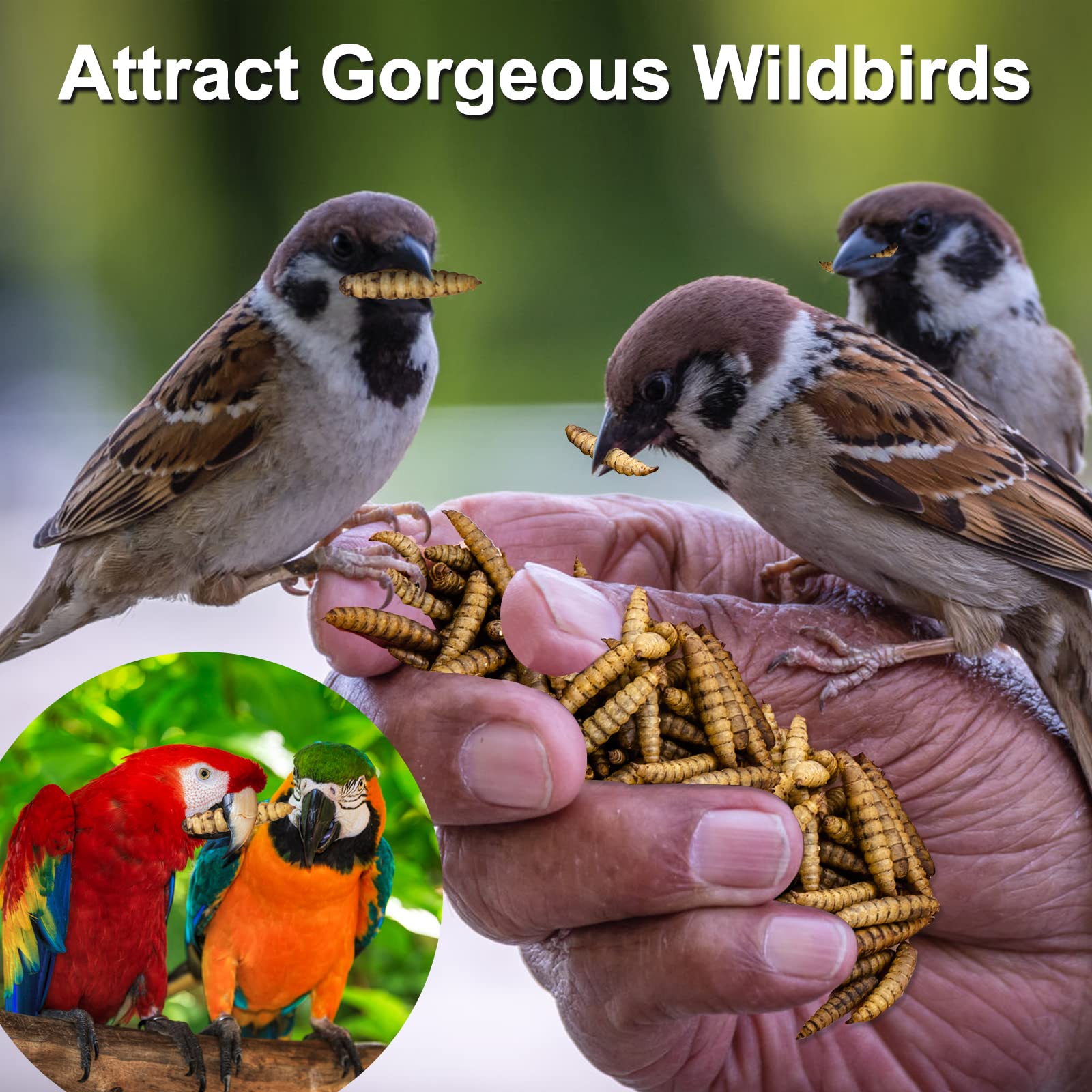 DE AVILA Dried Black Soldier Fly Larvae 10LB - 100% Natural BSF Larvae for Chicken Feed - BSFL 85X More Calcium Than Mealworms -