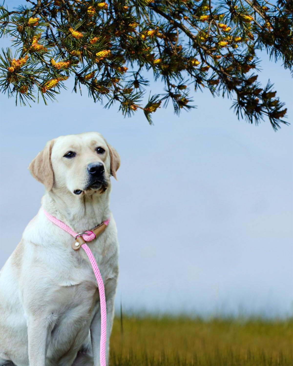 Lynxking Dog Leash Slip Lead Snap Hook Rope Leash Strong Heavy Duty Braided Dog Training Leash No Pull Training Lead Leashes For Medium Large And Small Dogs