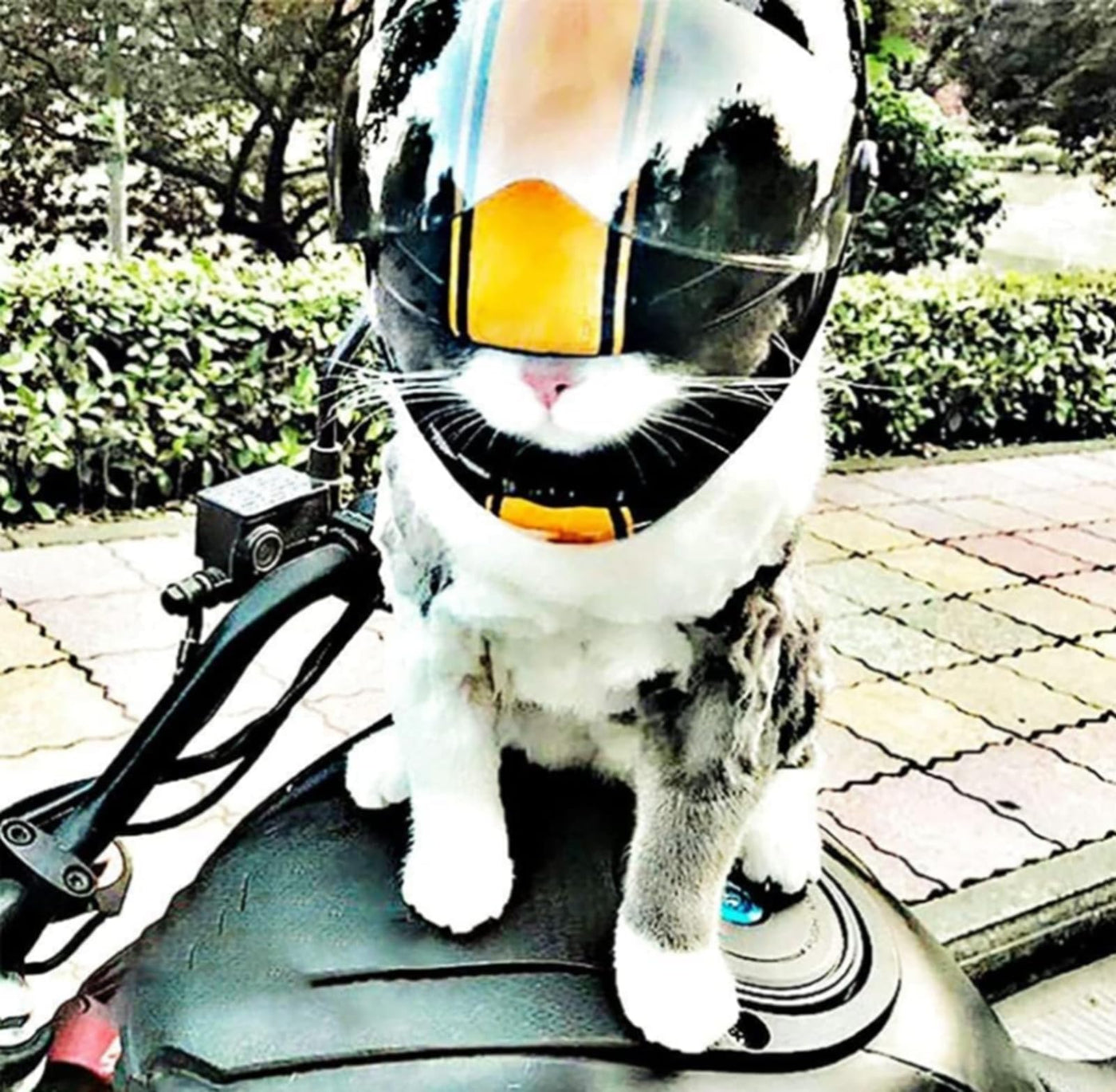 cat with motorcycle helmet Pet Motorcycle Helmet Dog/Cat Full Face Motorcycle Helmet Outdoor Moto – Petocart
