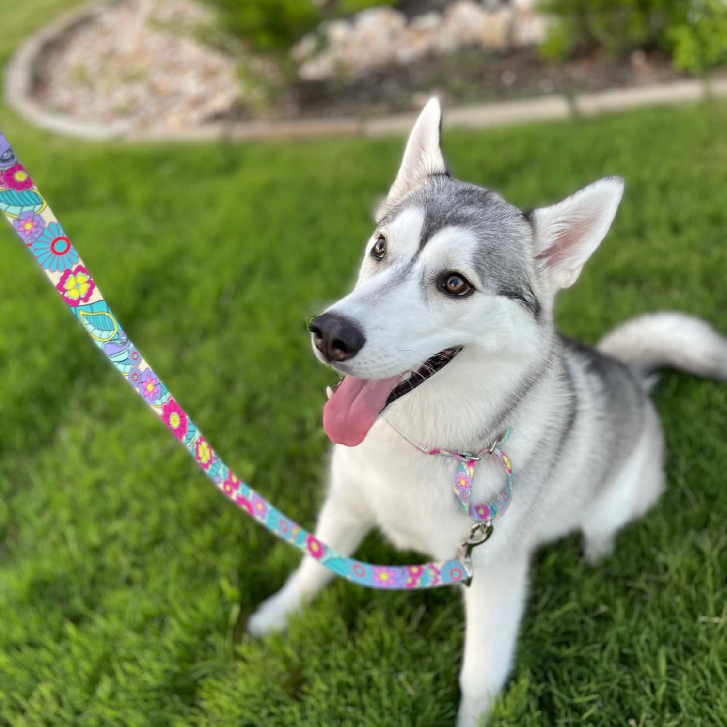 Lucky Love Dog Martingale Collar And Leash Set, Premium No Slip Martingale Collar For Large Dogs, Great For Whippets, Greyhounds