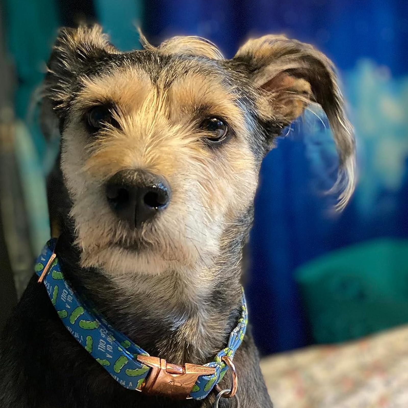 Elegant Little Tail Dog Collar, Blue Bear Pattern Pet Collar Durable Cute Dog Collars Male Or Female Pet Gift Adjustable Dog Col