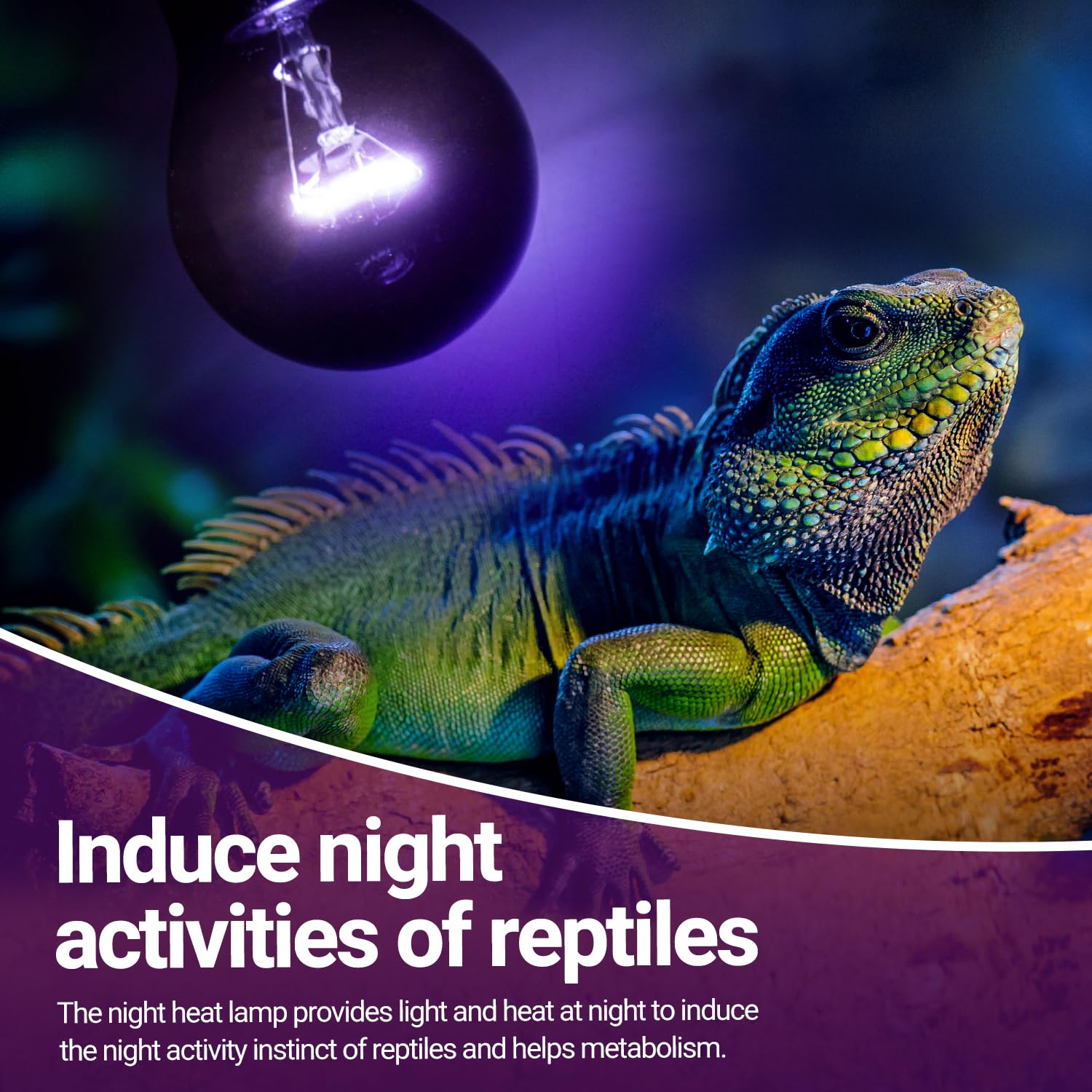REPTIZOO 2PCS Reptile Night Heat Lamp, 50W Moonlight Heat Bulb Infrared Heating Lamp Purple Reptile Heat Lamp Night Bulb for Bea