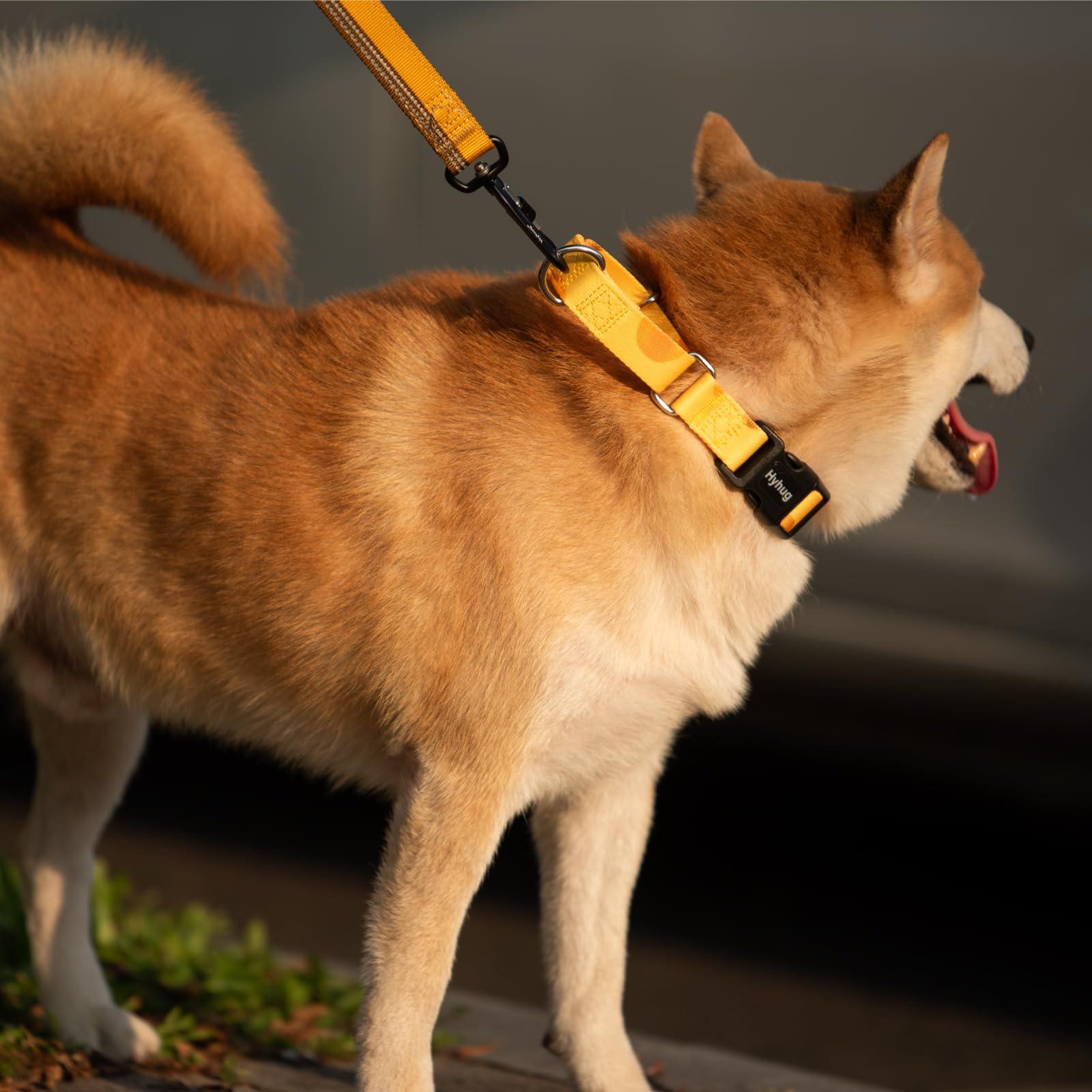 Hyhug Martingale Collar With Buckle, No Pull Non Slip Escape Proof Collar, Adjustable Nylon Martingale Dog Collar For Small Dogs