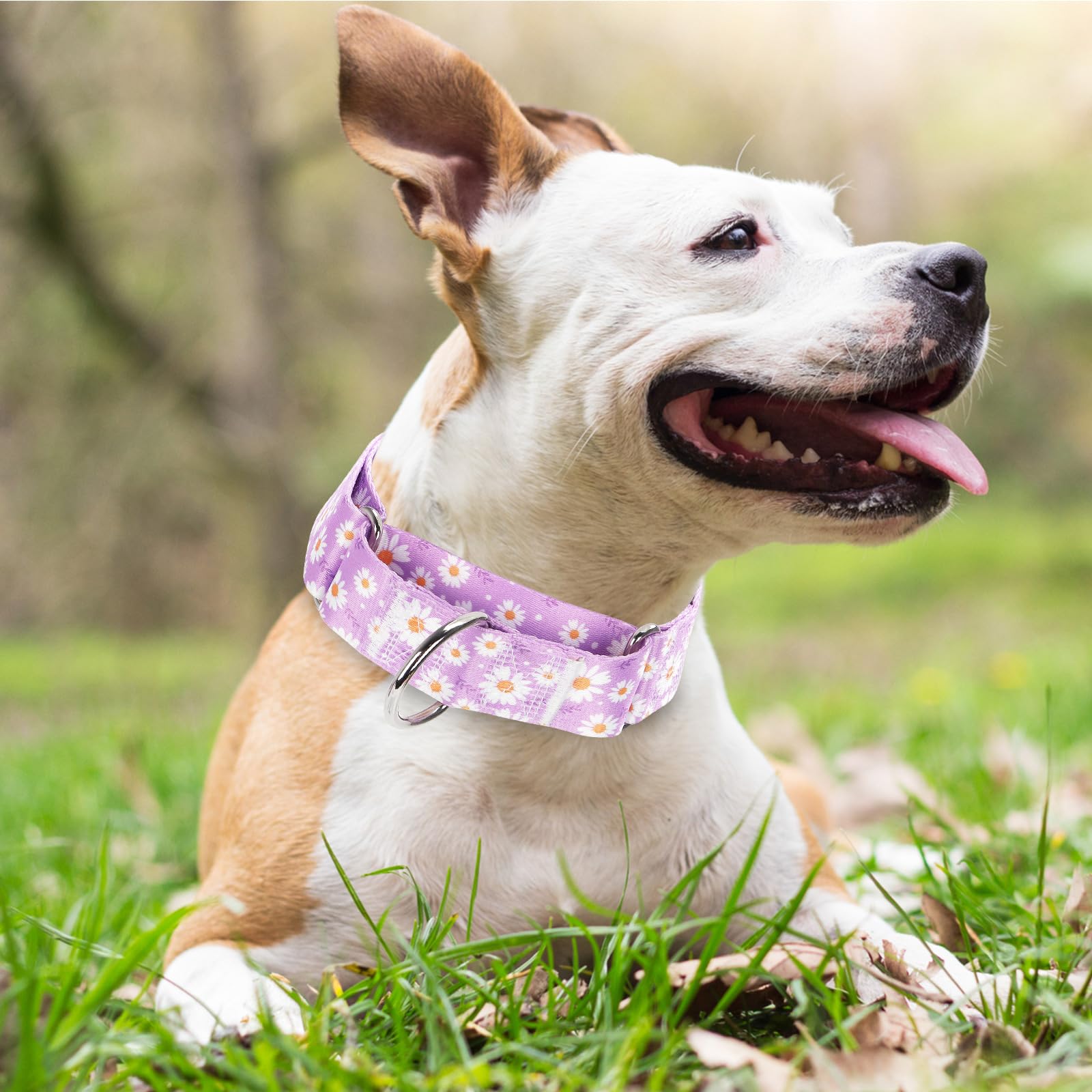 1.5 Inch Martingale Dog Collar - No Pull Daisy Design Nylon Training Collar For Medium, Large & Xl Dogs | Heavy Duty Adjustable