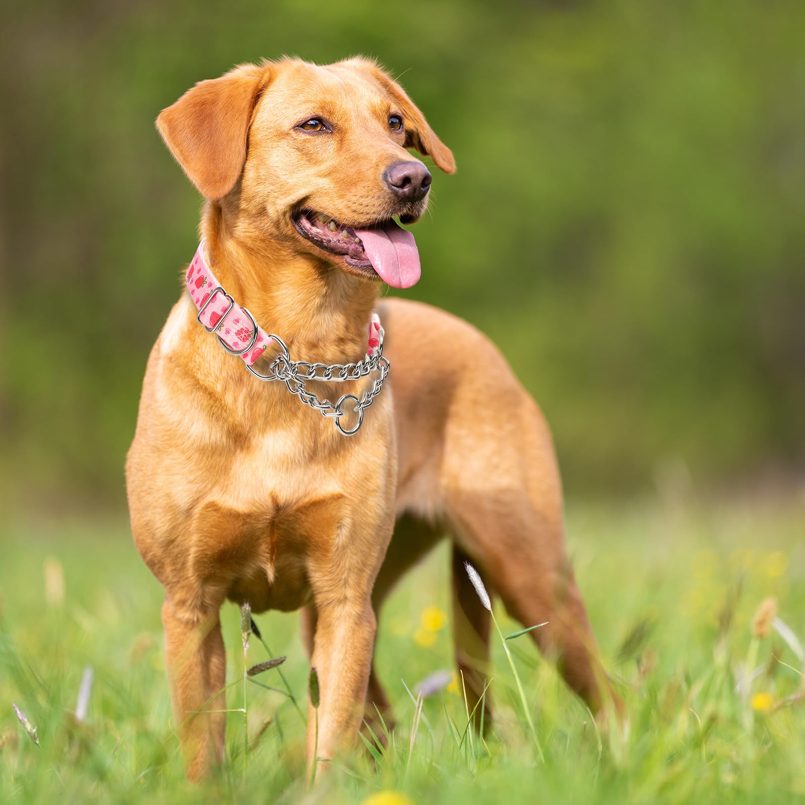 Martingale Dog Collar With Chain, No Pull Slip Cinch Choker Choke Collar Pink Strawberry Duty Dog Collar For Medium Large Extra