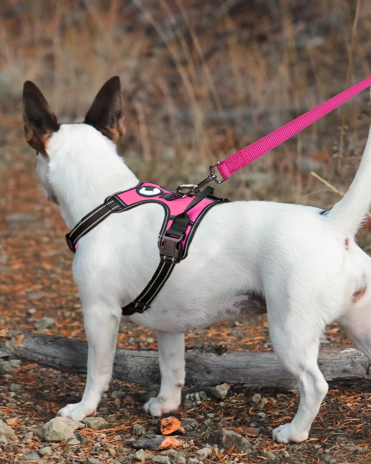 Joytale Double-Sided Reflective Dog Leash, Padded Handle, Nylon, 5 FT, Hotpink