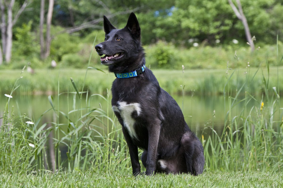 LupinePet Originals 1&quot; Sea Glass 16-28&quot; Adjustable Collar for Large Dogs