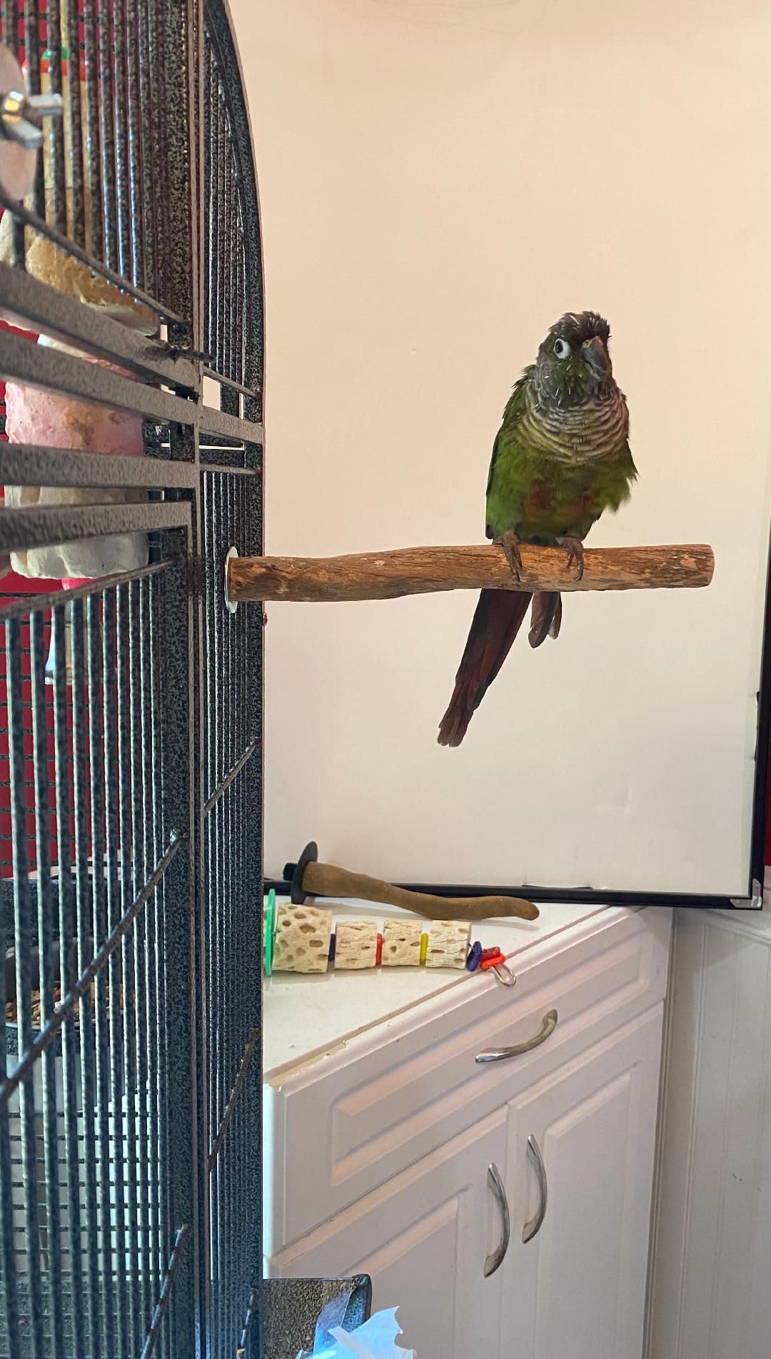 Polly'S Hardwood Bird Perch, Small