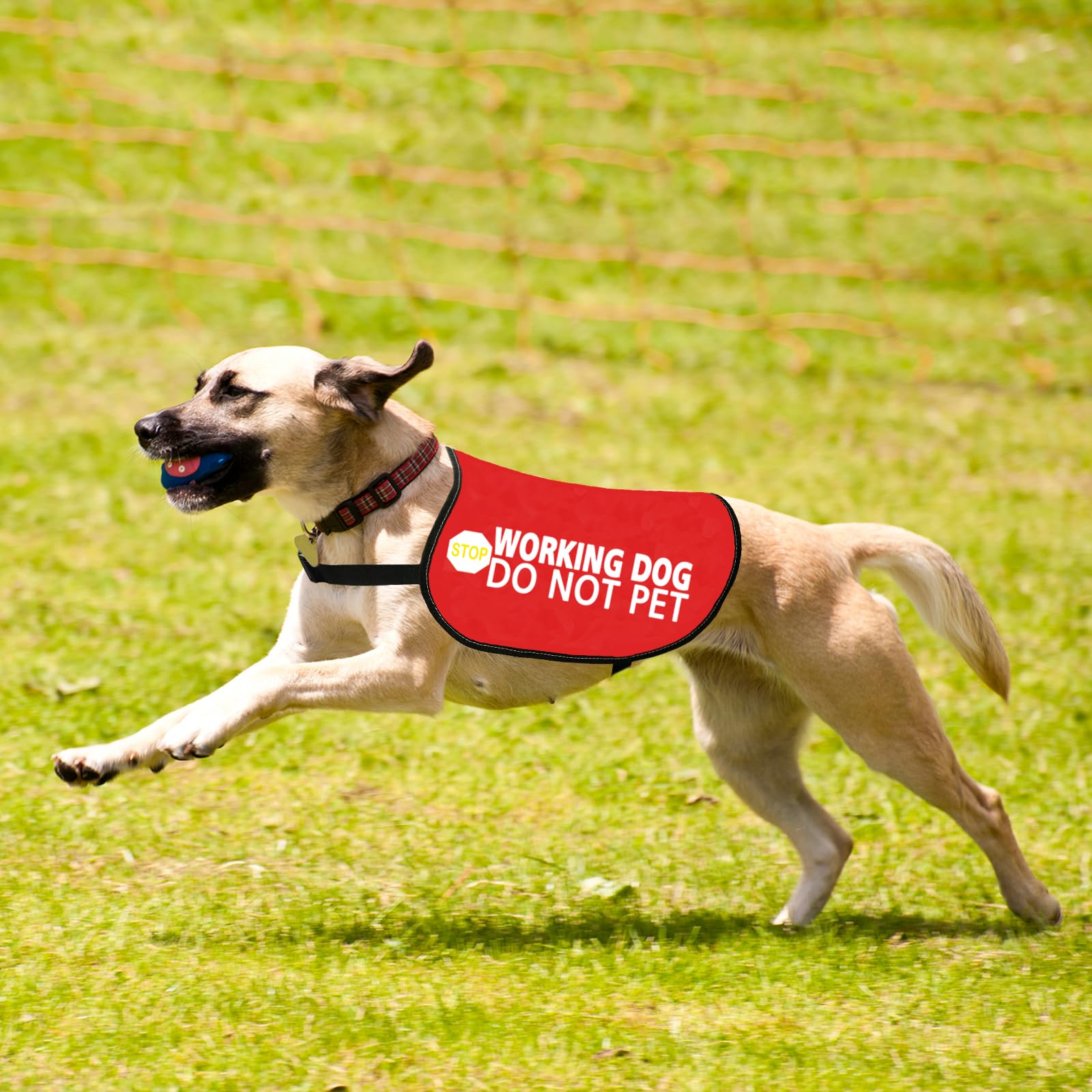 Jxgzso Nervous Dog Jacket Vest Service Dog Working Dog Do Not Pet Anxious Dogs Scared Dogs Slogan Warning Vest (Working Not Pet