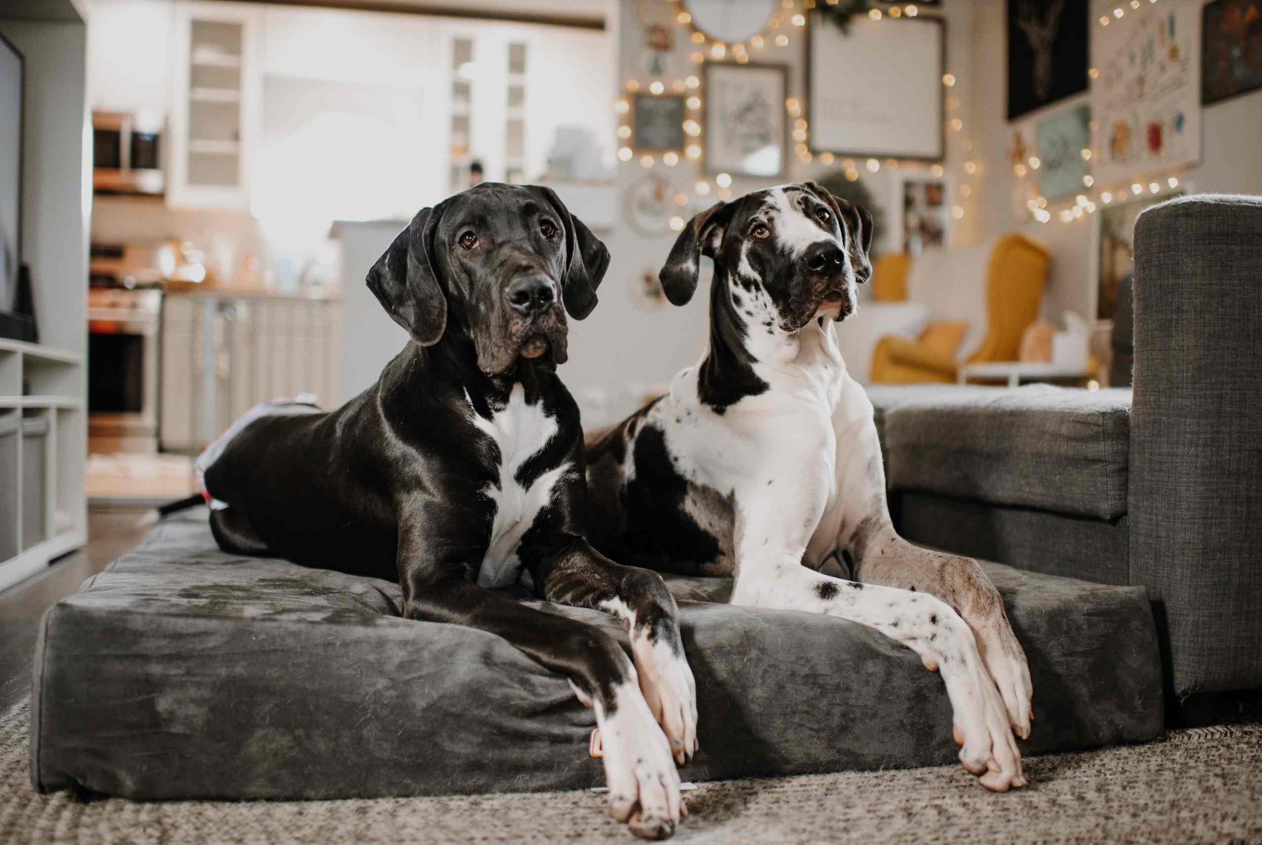Barker Beds Sleek Giant Dog Bed (Giant, Charcoal) - 7 Thick Soft & Comfortable Orthopedic Cushion - Big Dog Bed - Durable & Wa