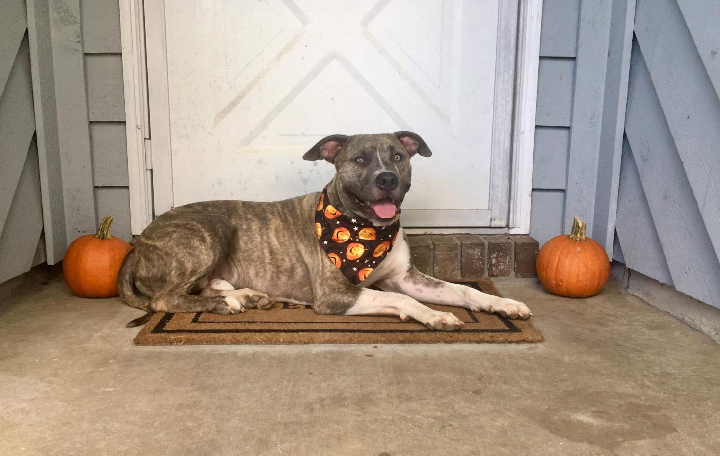 Kzhareen 4 Pcs/Pack Halloween Dog Bandana Pumpkin Reversible Triangle Bibs Scarf Accessories For Dogs Cats Pets Small