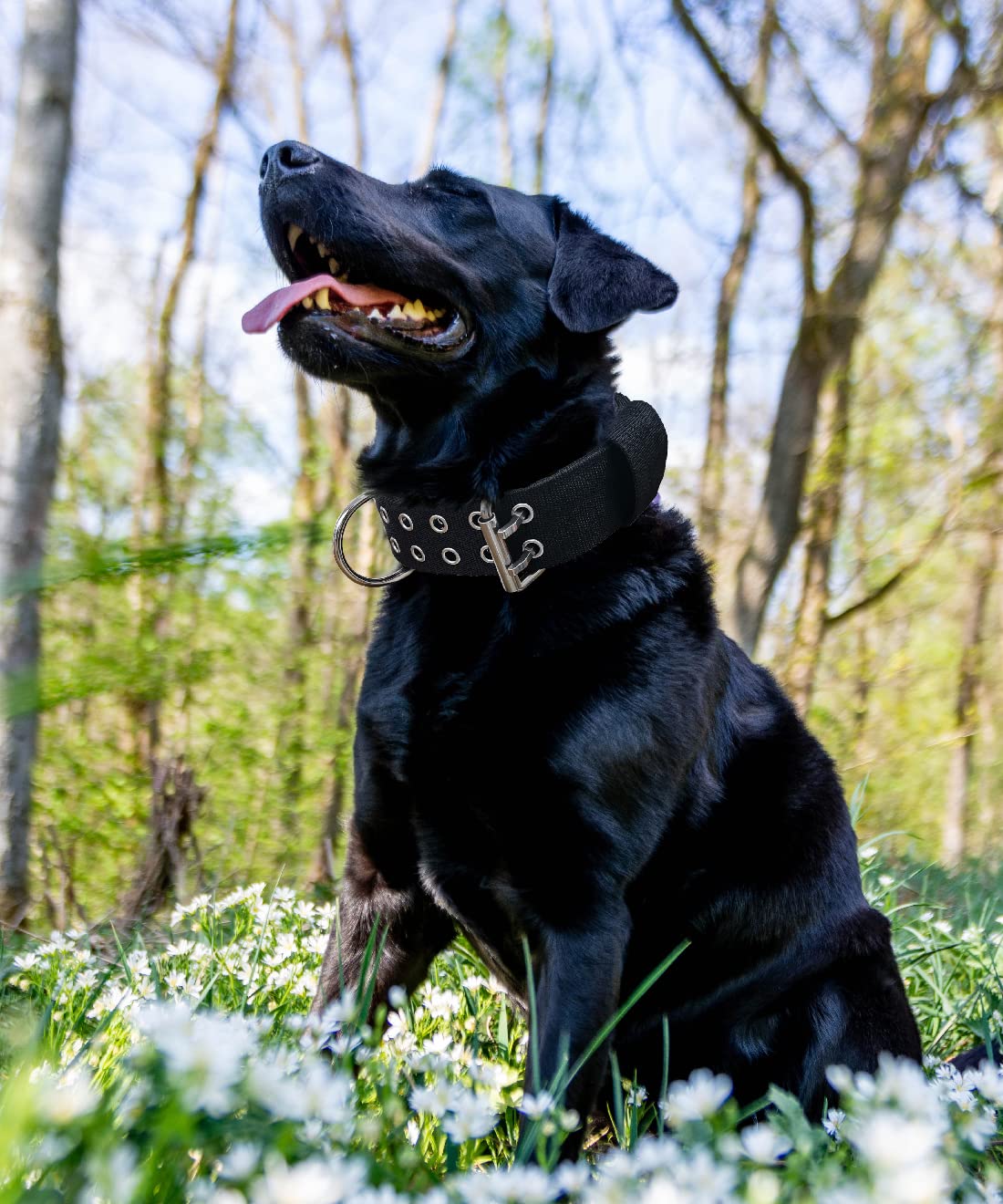 Dog Collar For Large Dogs - 2 In Black Collars With Handle For Extra Large Breed Dogs, Heavy Duty K9 Nylon Pet Tactical Collar X