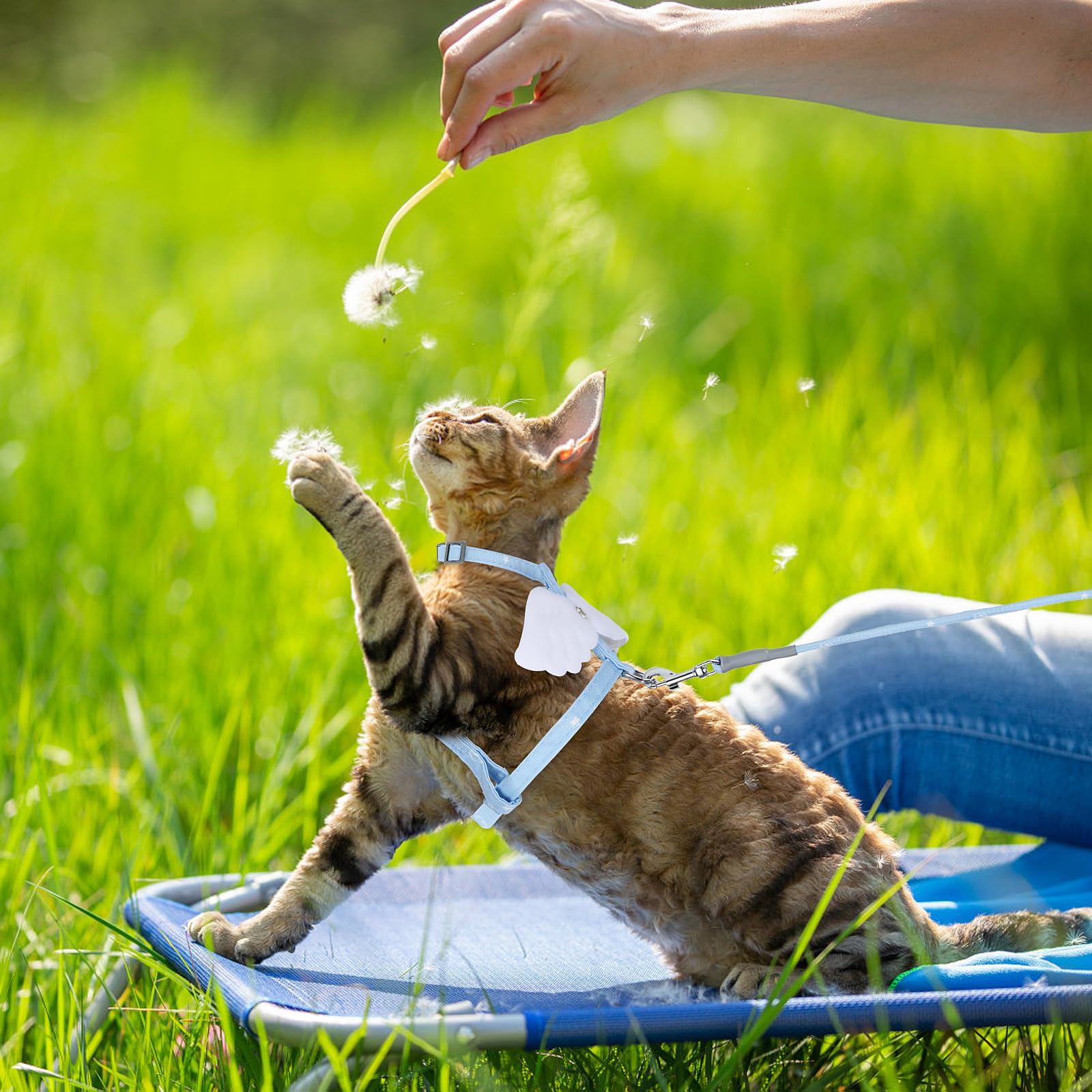 Tiesome Cat Harness And Leash Set, Adjustable Gradient Kitten Harness Escape Proof Harness With Leash For Kitty Outdoor Walking