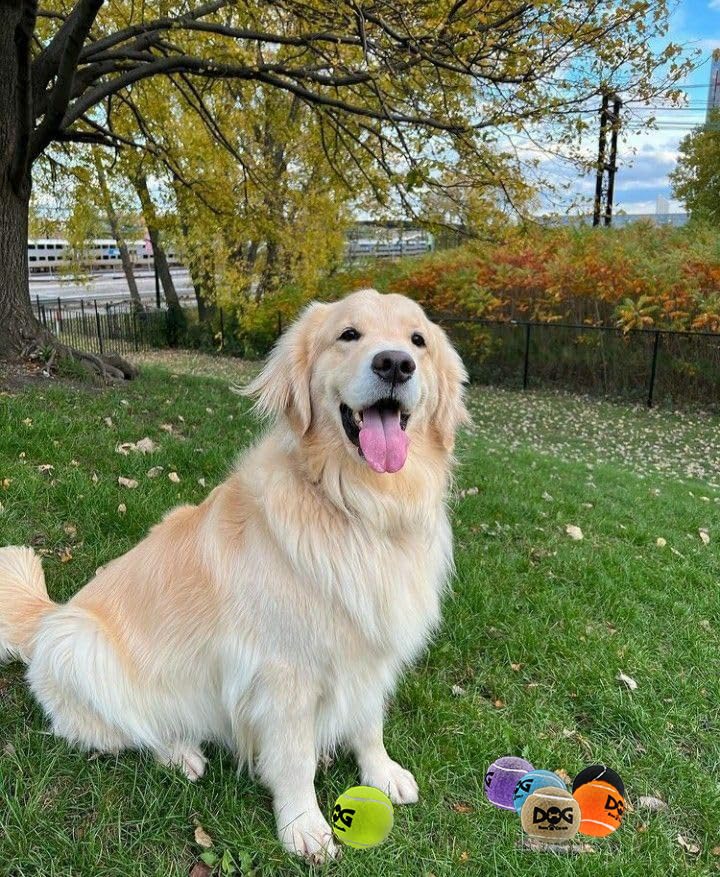 INSUM Squeaky Dog Balls - Purple Tennis Balls for Dogs, Medium 2.5'', 4 Pack