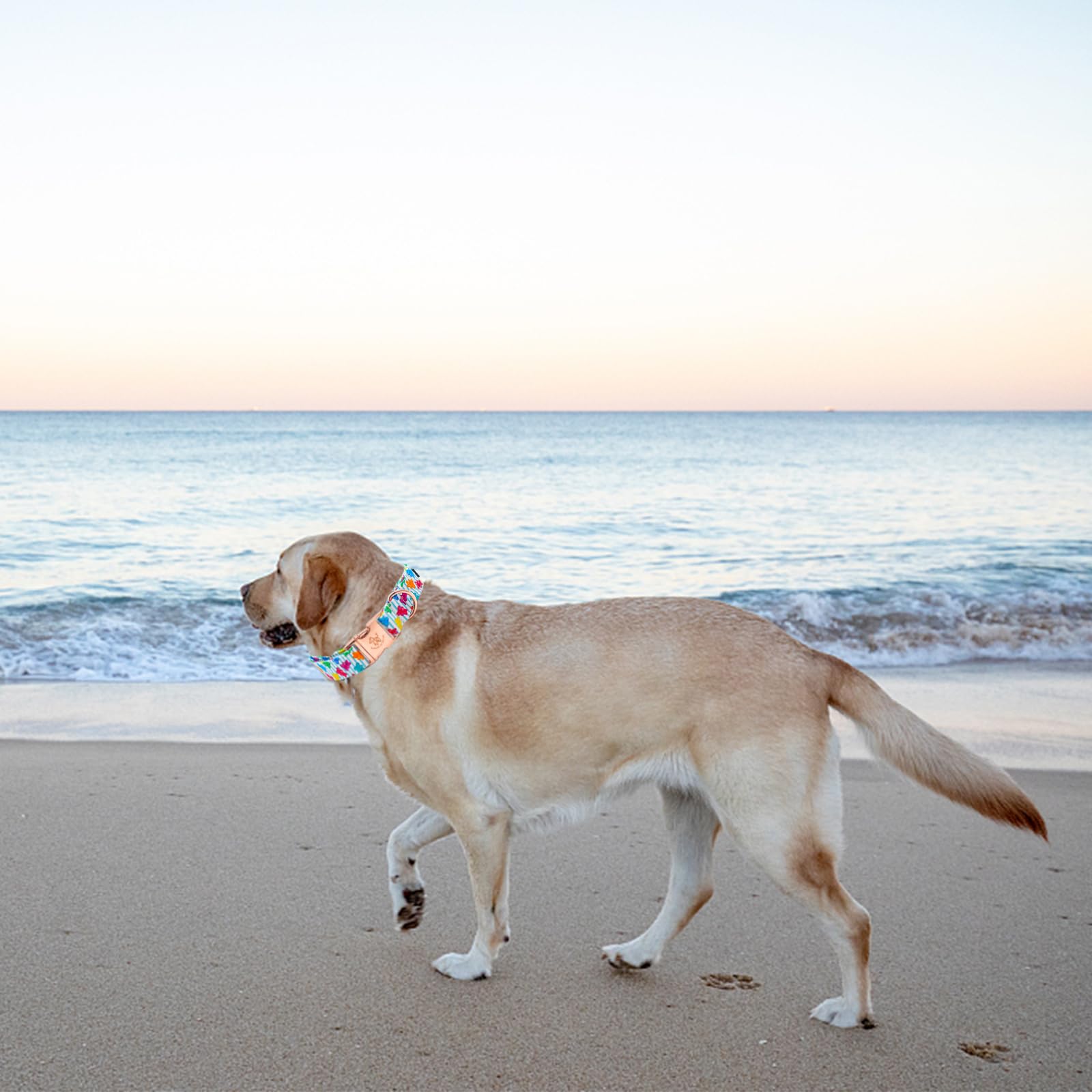 Elegant Little Tail Dog Collar, Dill Pickles Pattern Pet Collar Durable Cute Dog Collars Male Or Female Pet Gift Adjustable Dog