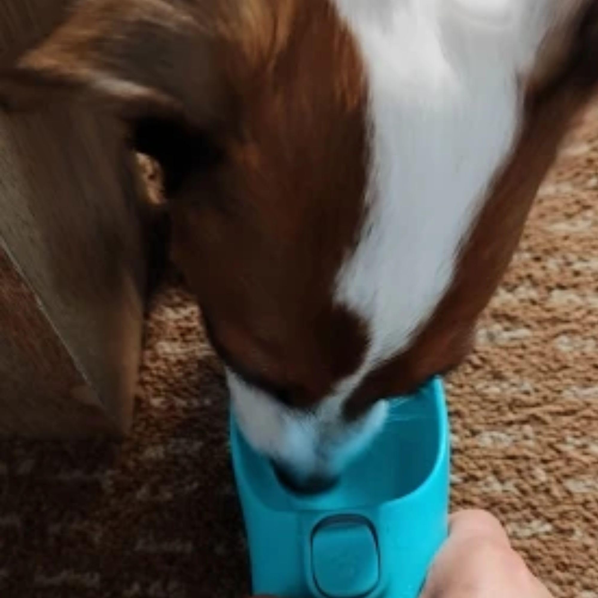 Goodiepet Portable Dog Water Bottle | Leak-Proof Dog Water Dispenser For Travel Outdoor (Pink, 12Oz)