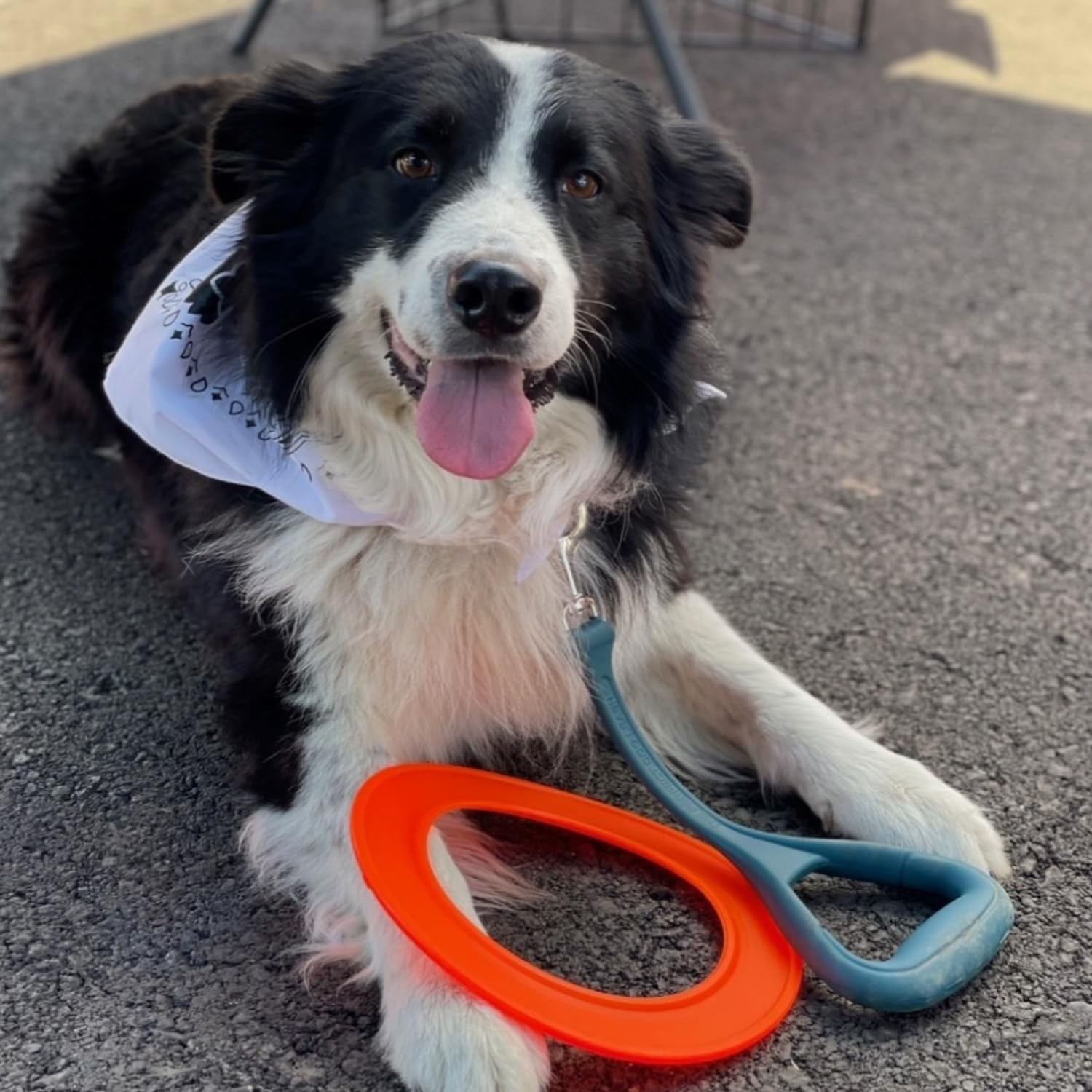 Jersey Dog Co Disc Go Dog Flying Disc, Outdoor Dog Toys, Outside Puppy Toys, Made In The Usa Dog Toys,