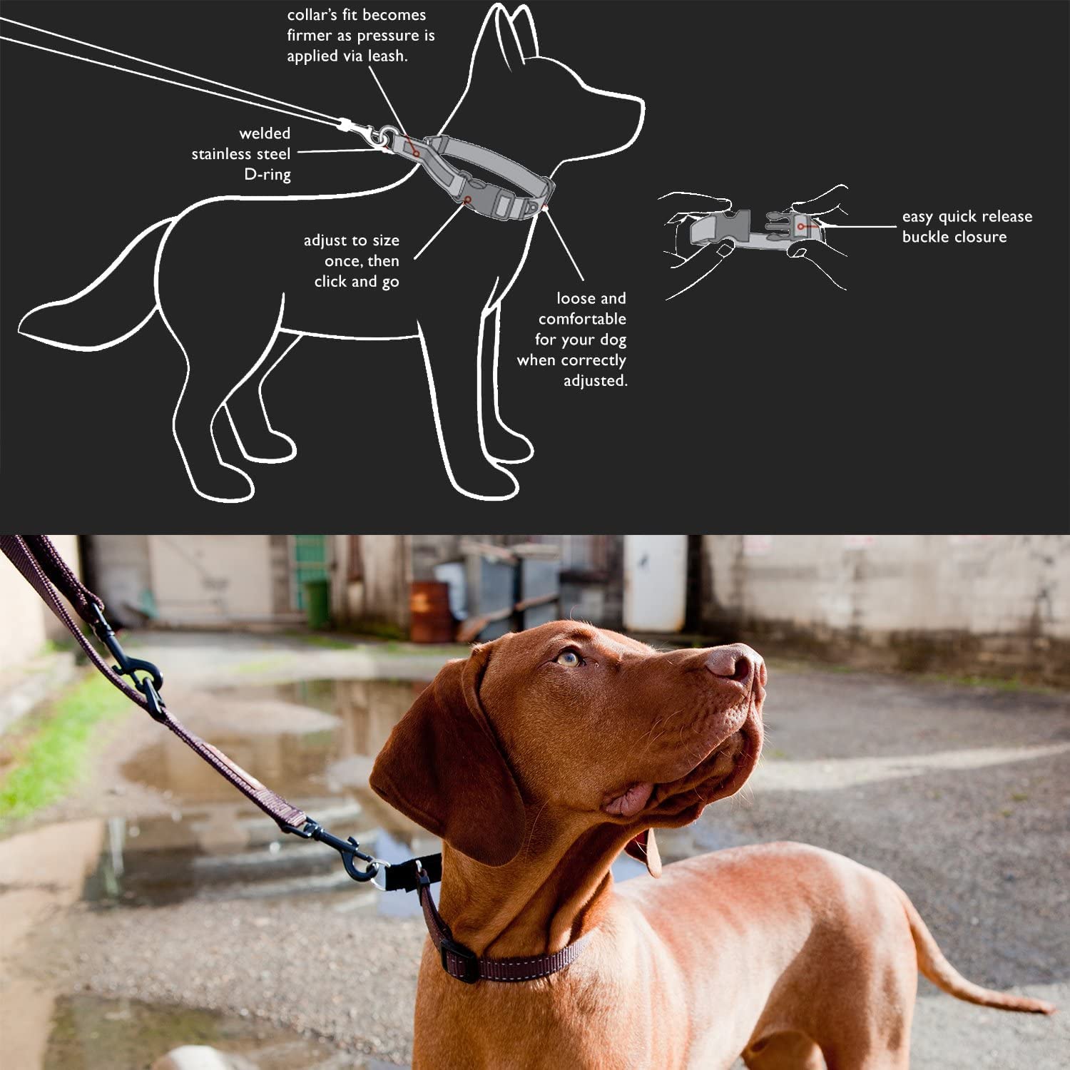 Ezydog Checkmate Martingale Collar For Dogs – Premium Nylon Training Dog Collar For Easy Control With No Choking (Medium, Black)