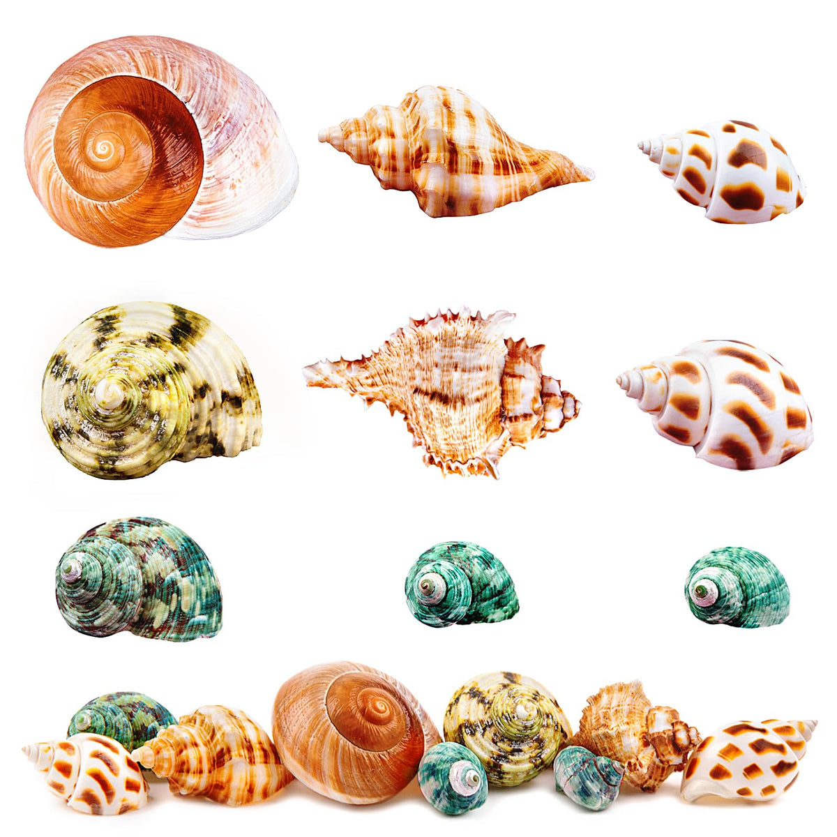 9Pcs Hermit Crab Shells Large Small Growth Turbo Seashell Supplies Natural Sea Conch Home Decor