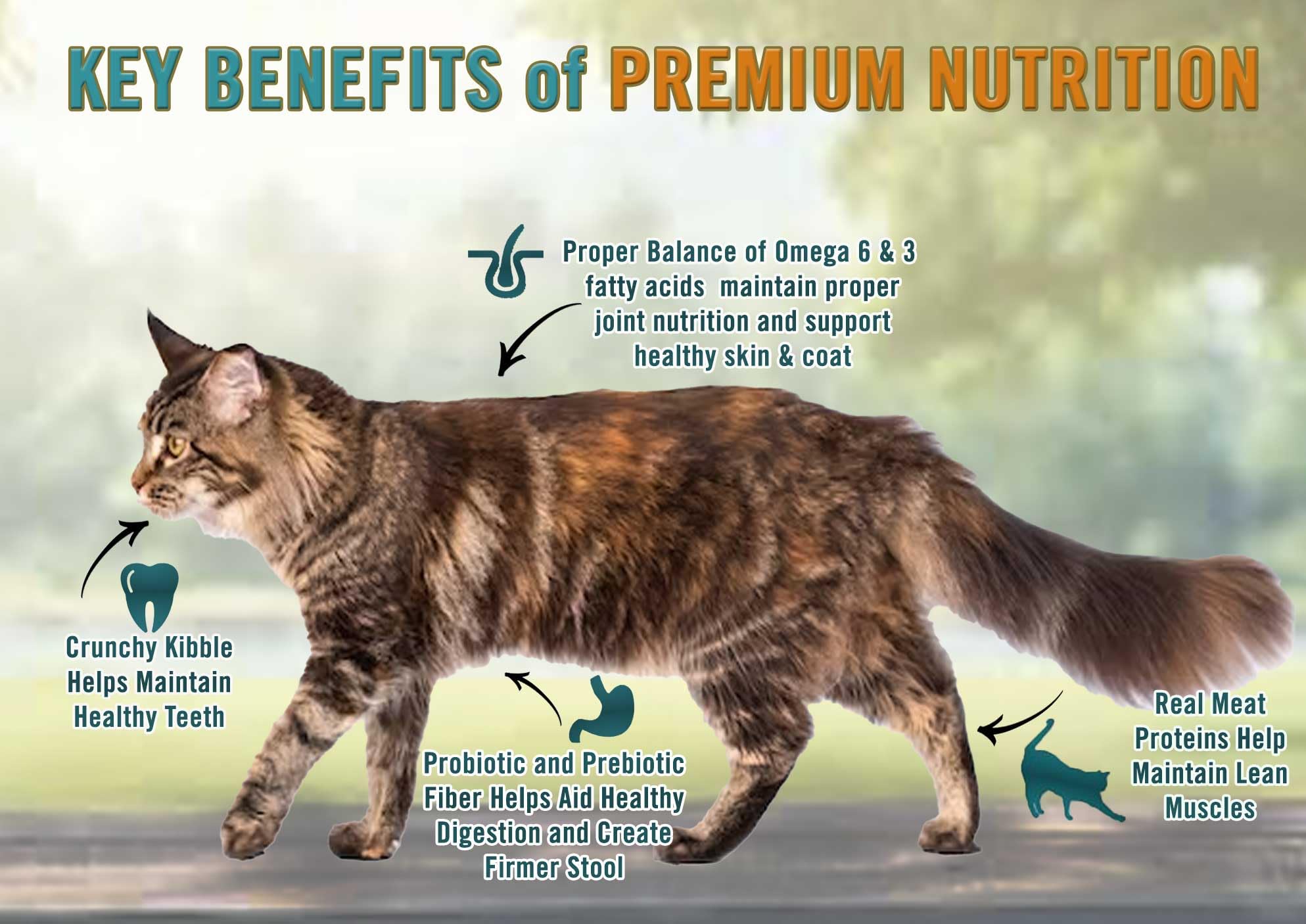 Chicken Soup for the Soul All Natural Premium Indoor w/Hairball Care Adult Dry Cat Food, Real Meat First Ingredient, No By-Produ