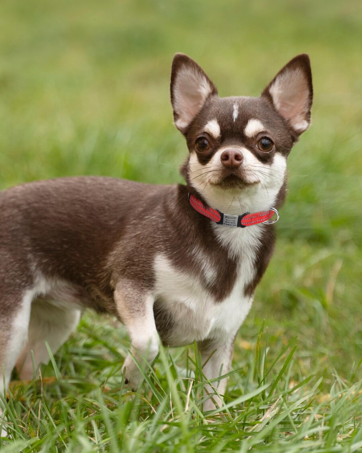 Tagme Reflective Nylon Dog Collars, Adjustable Classic Dog Collar With Quick Release Buckle For Extra Small Dogs, Red 5/8' Width