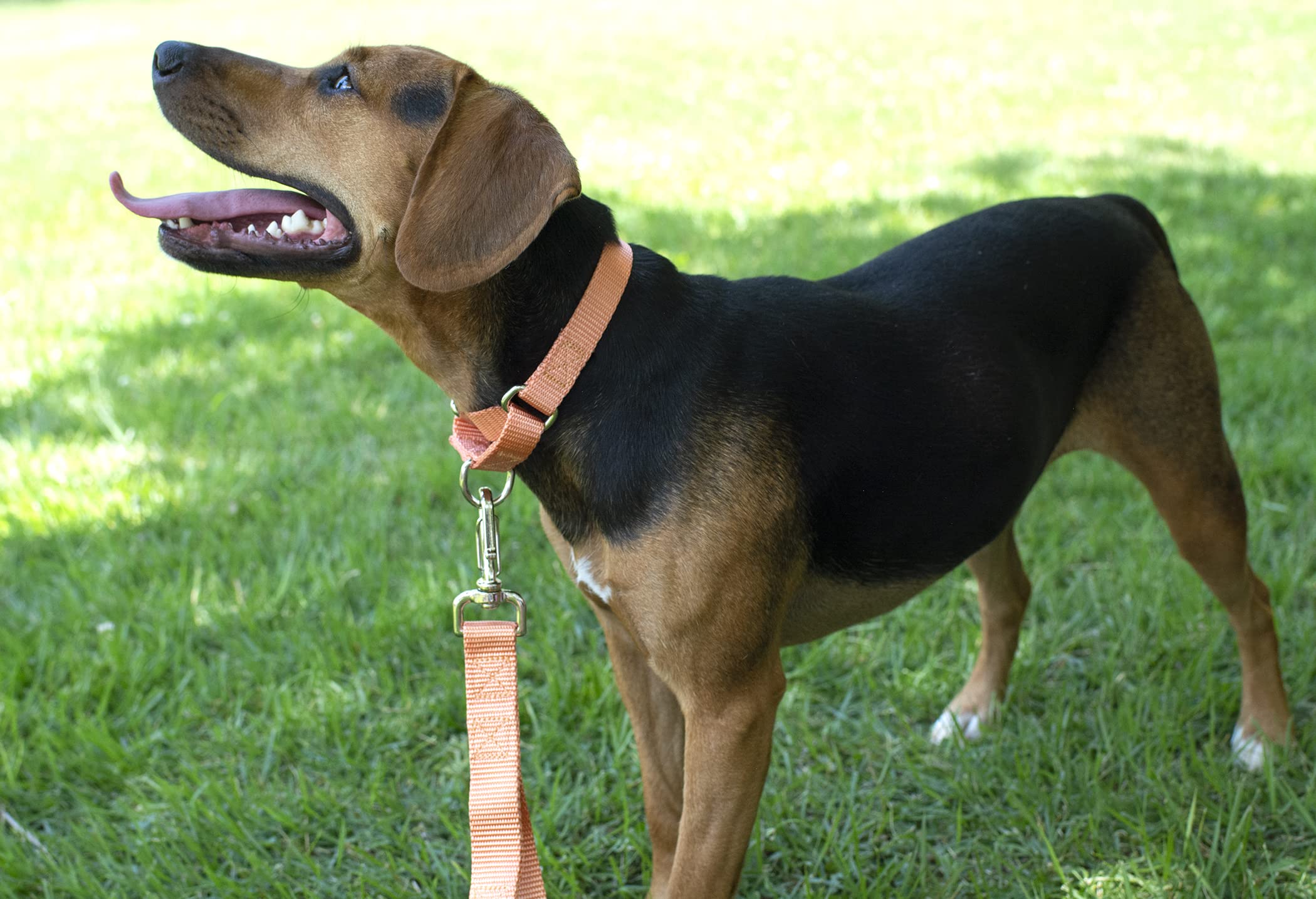 Country Brook Design - Mango Martingale Heavy Duty Nylon Dog Collar - 21 Vibrant Color Options (1 Inch Width, Large)