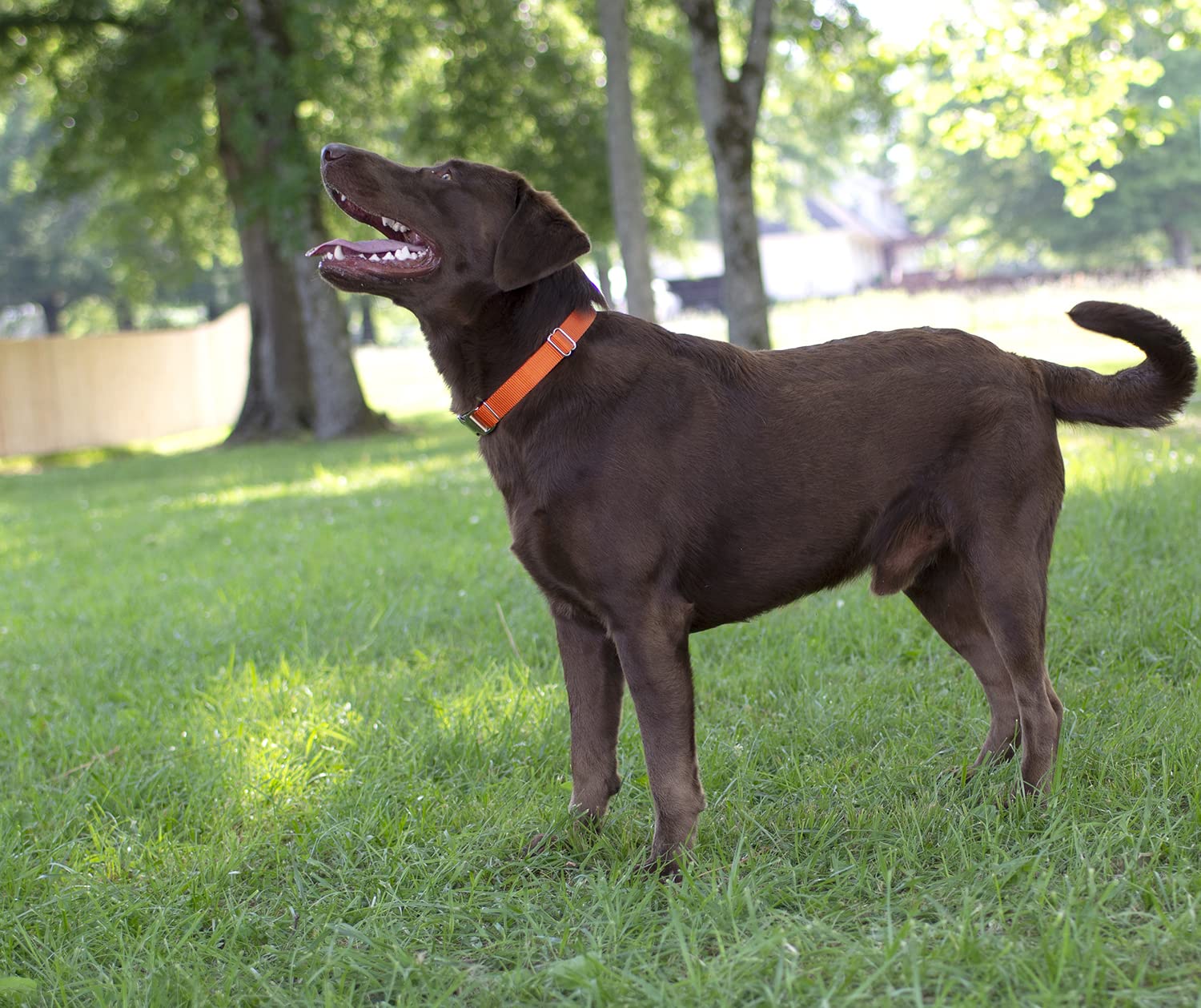 Country Brook Petz Martingale Dog Collar - Heavy-Duty Training Collar With No Buckle - Service Dog Collar For All Pups - Vibrant, Colorful Collection (Orange, 3/4 Inch, Small)