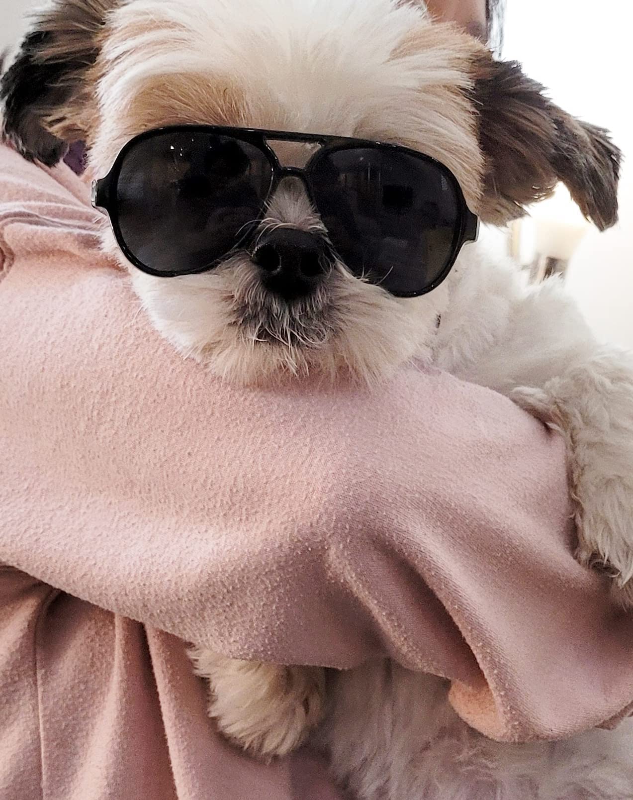 G029 Small Dog Breed Up To 15Lbs Cat Pet Aviator Sunglasses Glasses (Black)