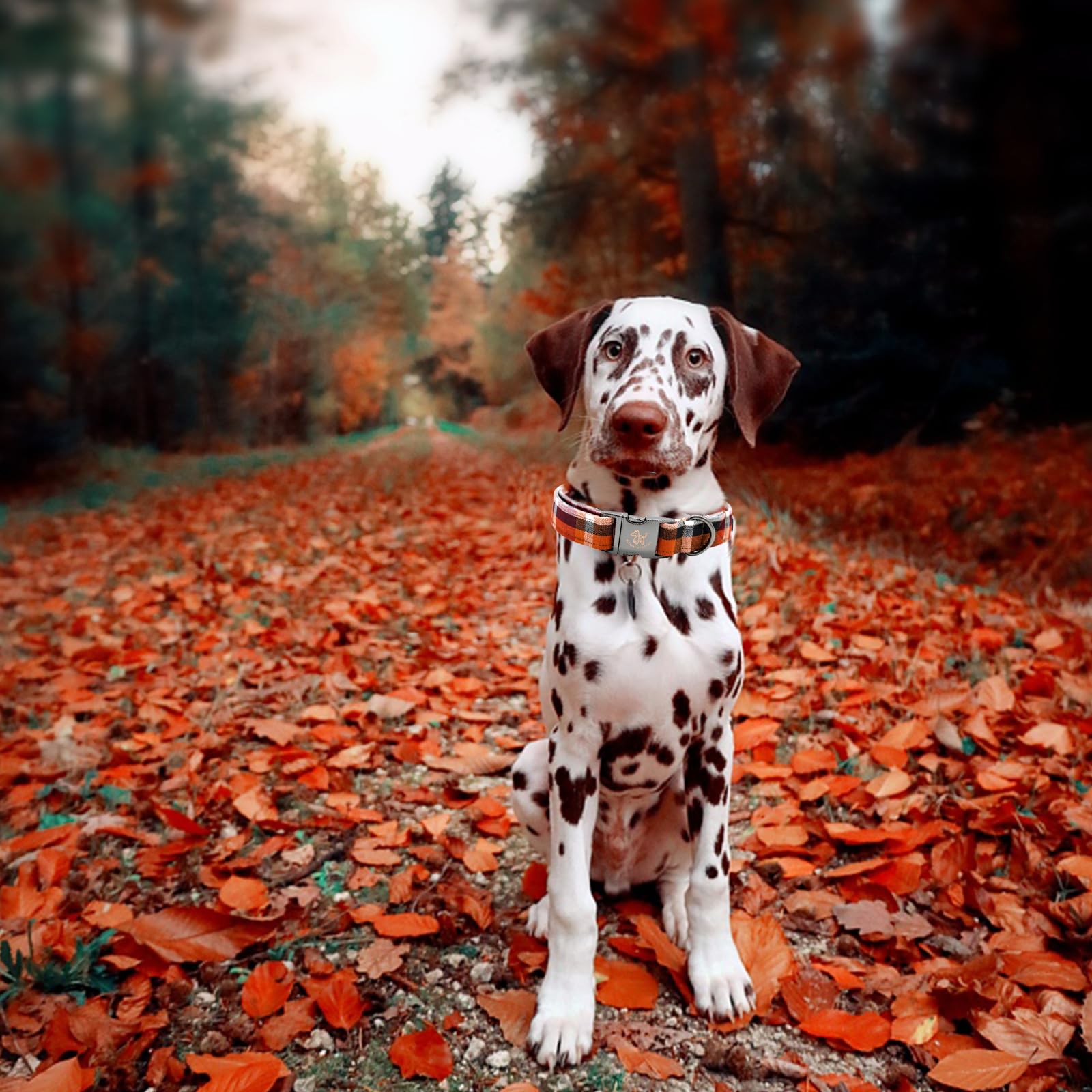 Elegant Little Tail Orange Plaid Cotton Dog Collar With Metal Buckle For X-Small Puppy