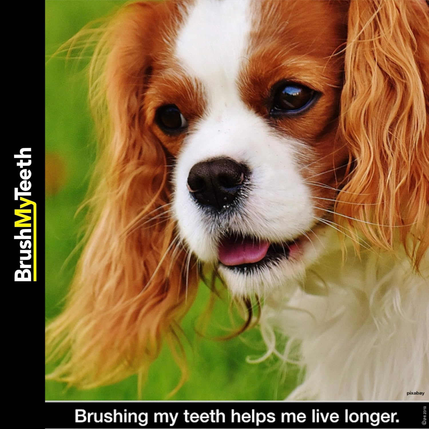 Brush My Teeth Medium Dog Toothbrush - Rounded Brush Head -Soft Flexible Bristles- for Safe and Gentle Brushing for Doggie, Any