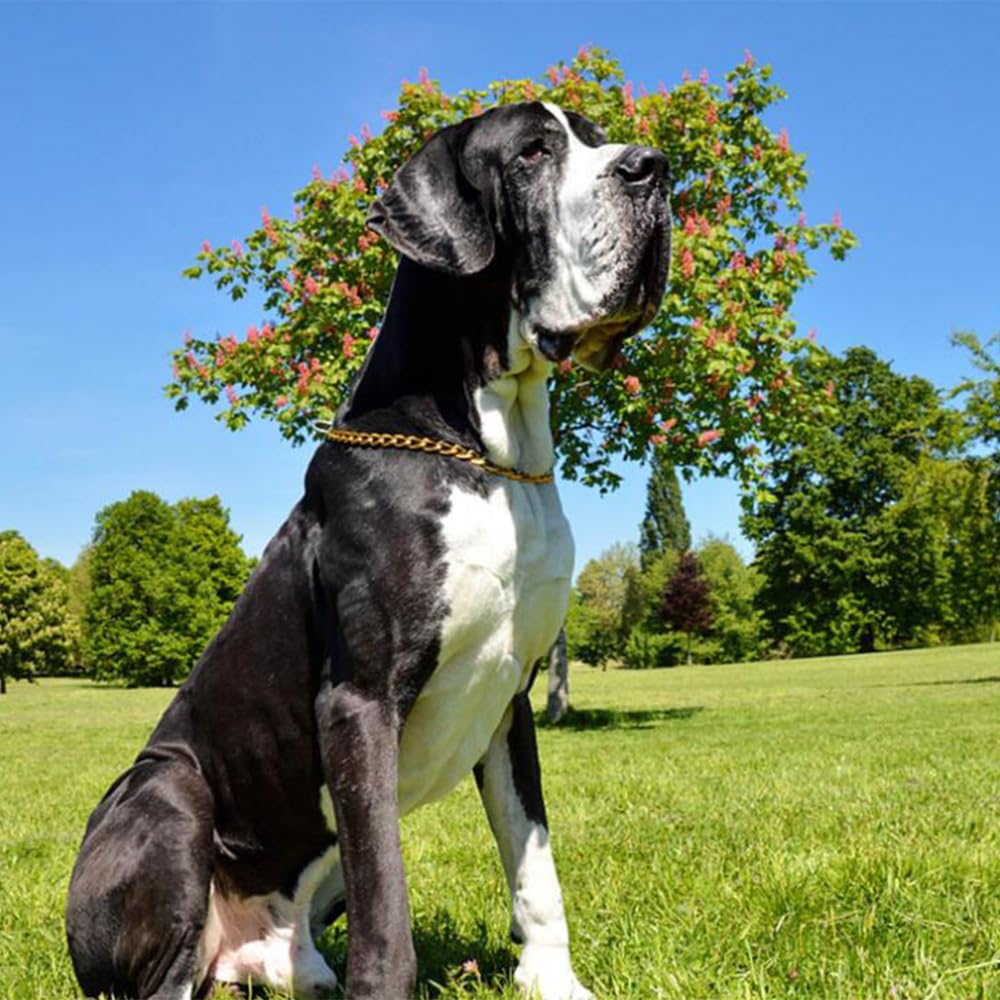 Gold Choke Chain For Dogs,Heavy Duty Training Choker Collar For Dogs Metal Slip P Link Martingale Collars Puppy Chain For Xxs Xs