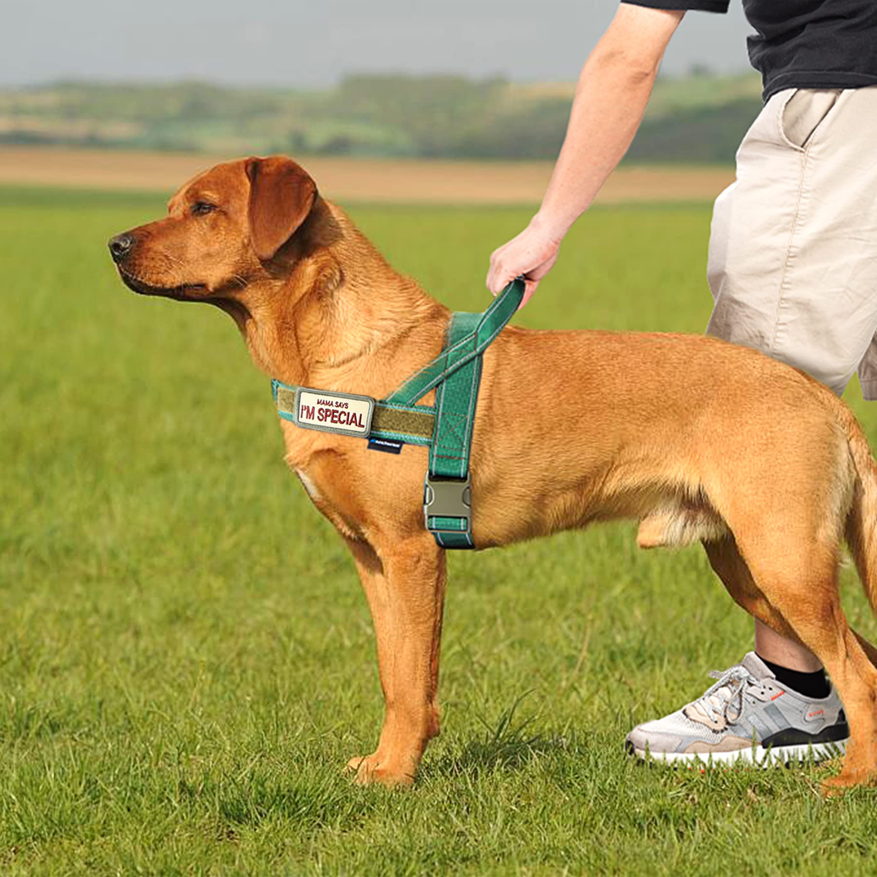 Annchwool No Pull Dog Harness with Soft Padded Handle,Reflective Strip Escape Proof and Quick Fit to Adjust Harness,Easy for Tra