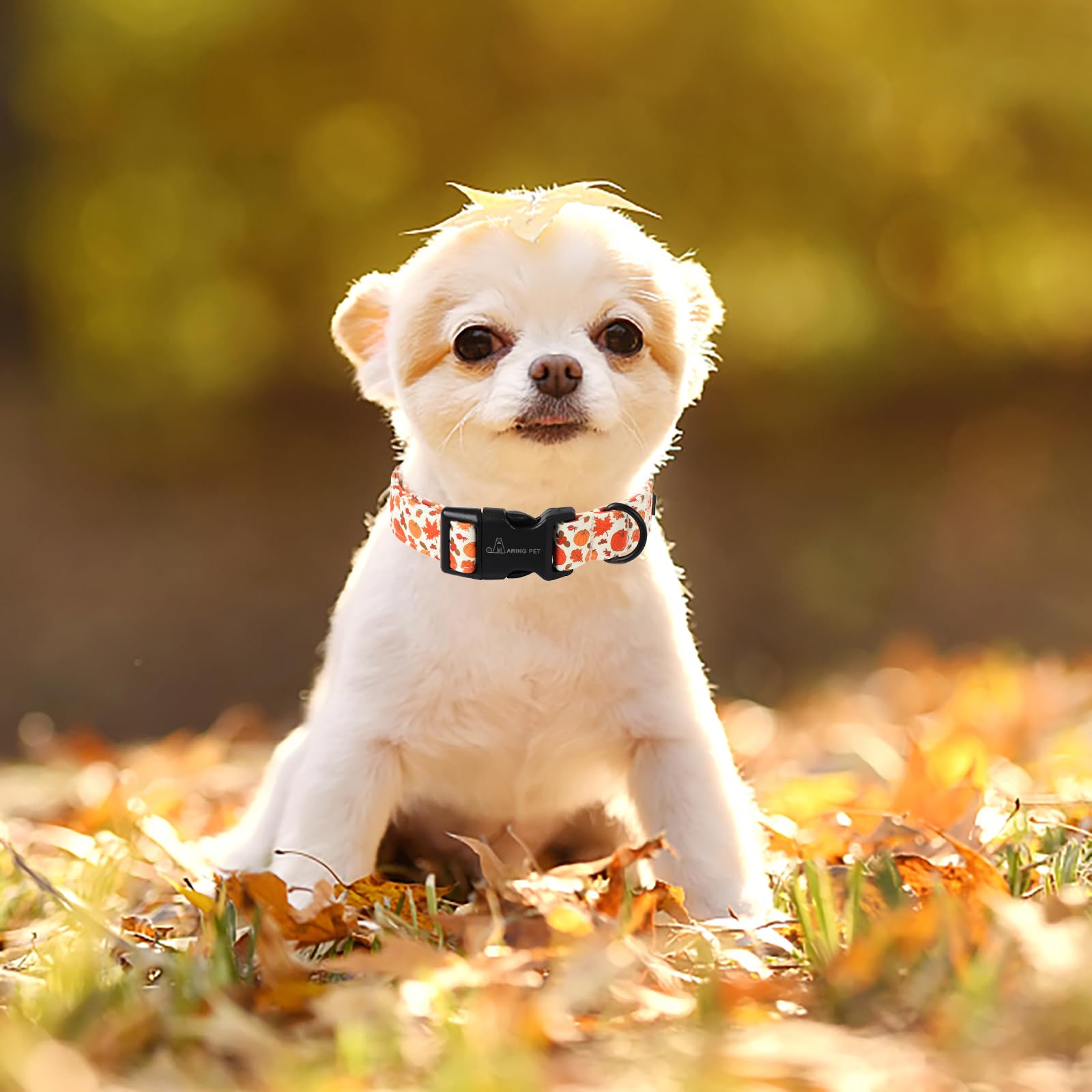 Aring Pet Fall Dog Collar-Cute Halloween Dog Collar For Small Dogs, Adjustable Pumpkin Pet Collars Puppy Collar With Quick Relea
