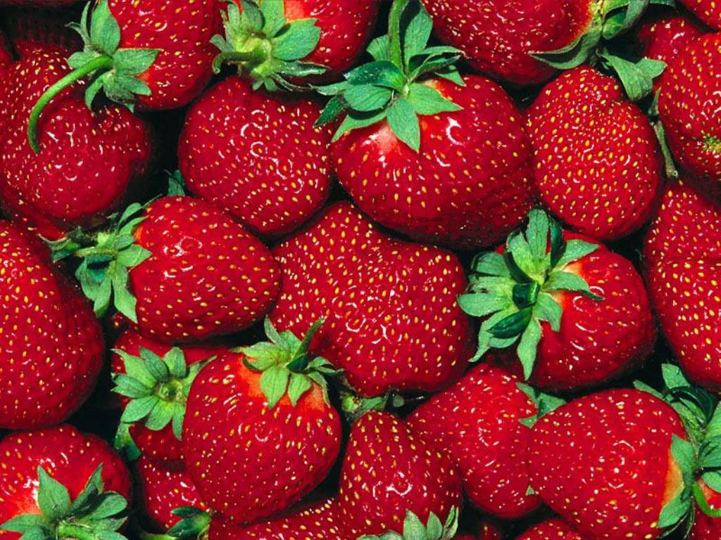 Fort Laramie Everbearing Strawberry 25 Bare Root Plants - Hardiest Everbearer
