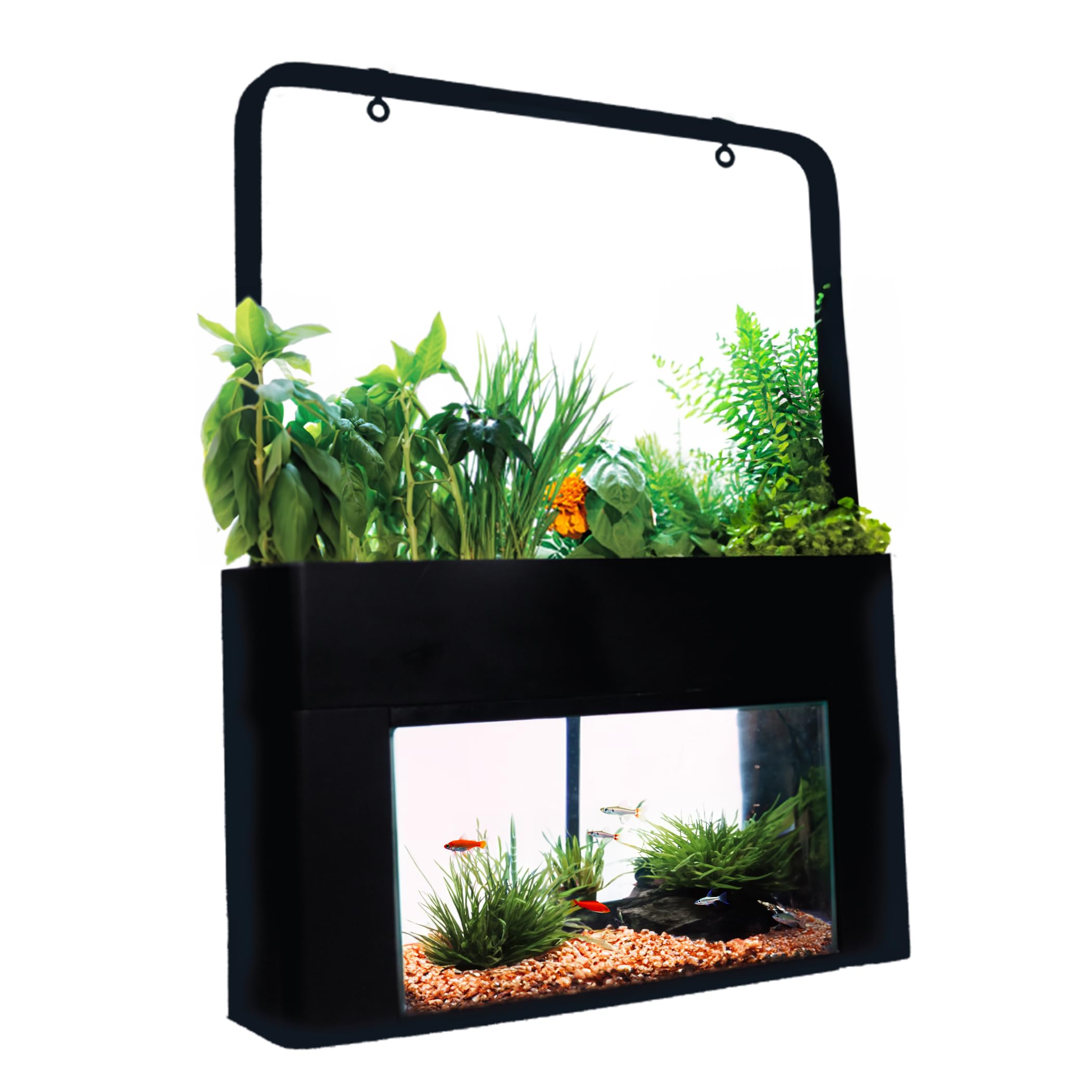 Aquasprouts Aquaponics Garden, Self-Sustaining Desktop Aquarium Hydroponics Ecosystem Kit, Fits Standard 10 Gallon Aquariums