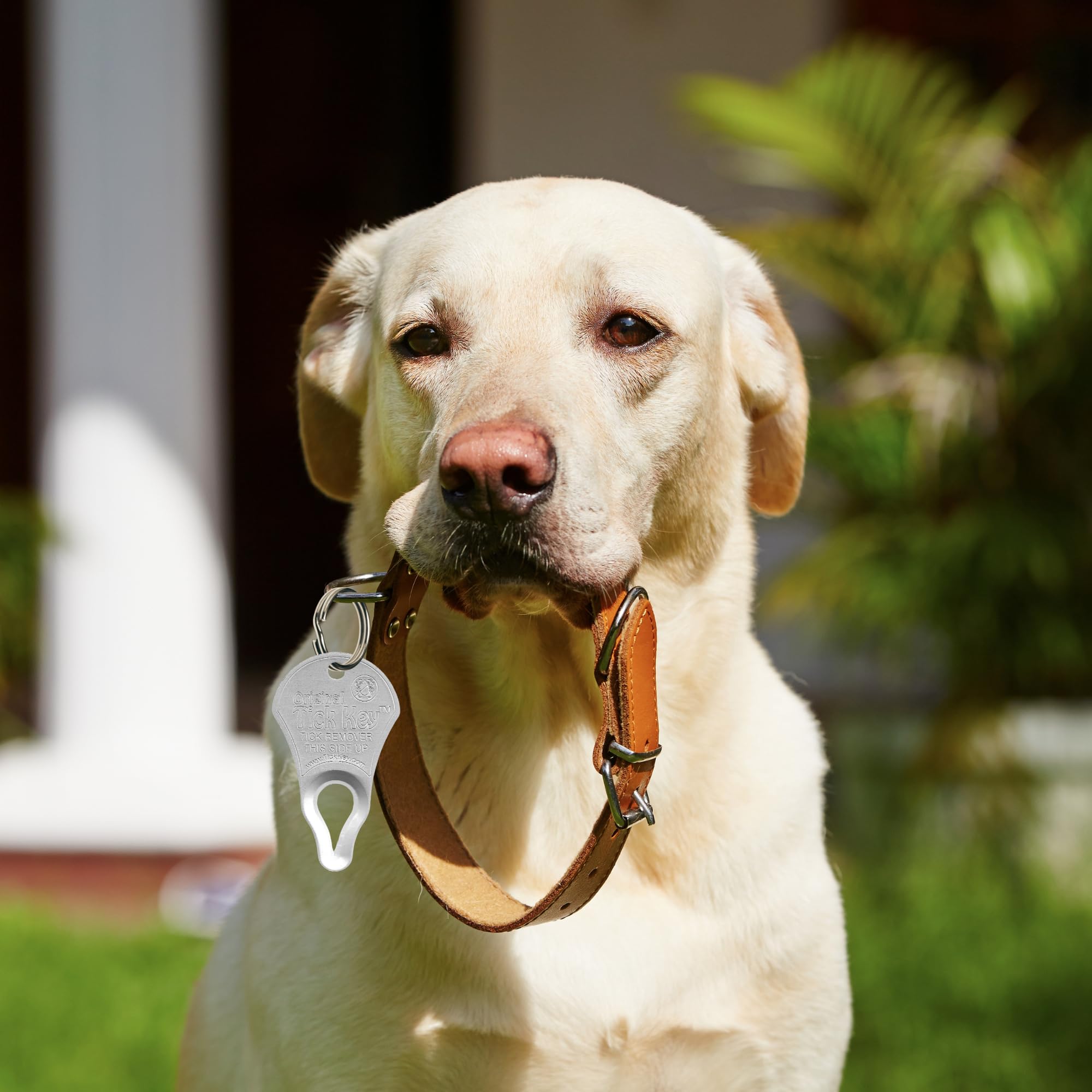 The Original Tick Key - Tick Detaching Device - Portable, Safe And Highly Effective Tick Detaching Tool (Silver)