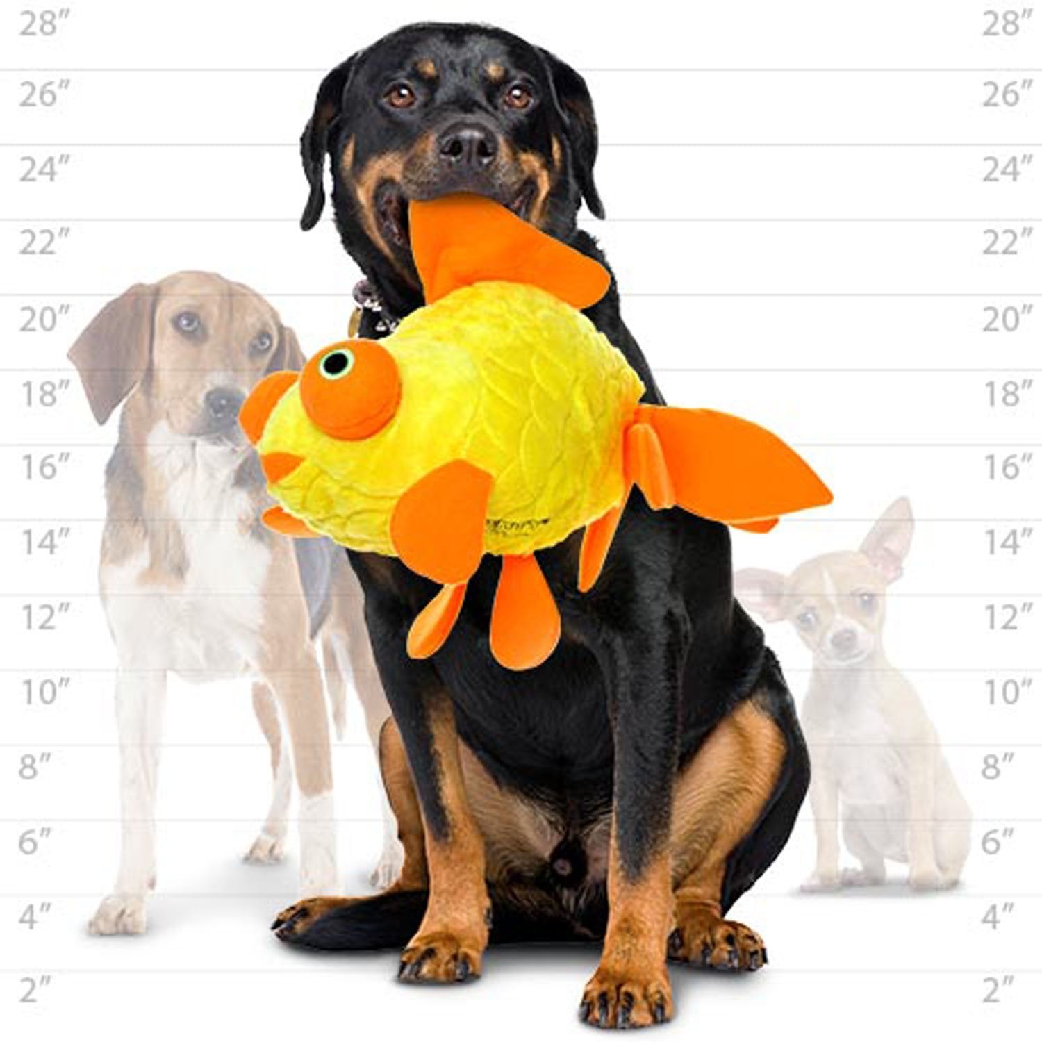 Mighty- Massive-Ocean-Goldfish-Squeaker-Multiple Layers. Made Durable, Strong & Tough. Interactive Play Dog Toy (Tug, Toss & Fet
