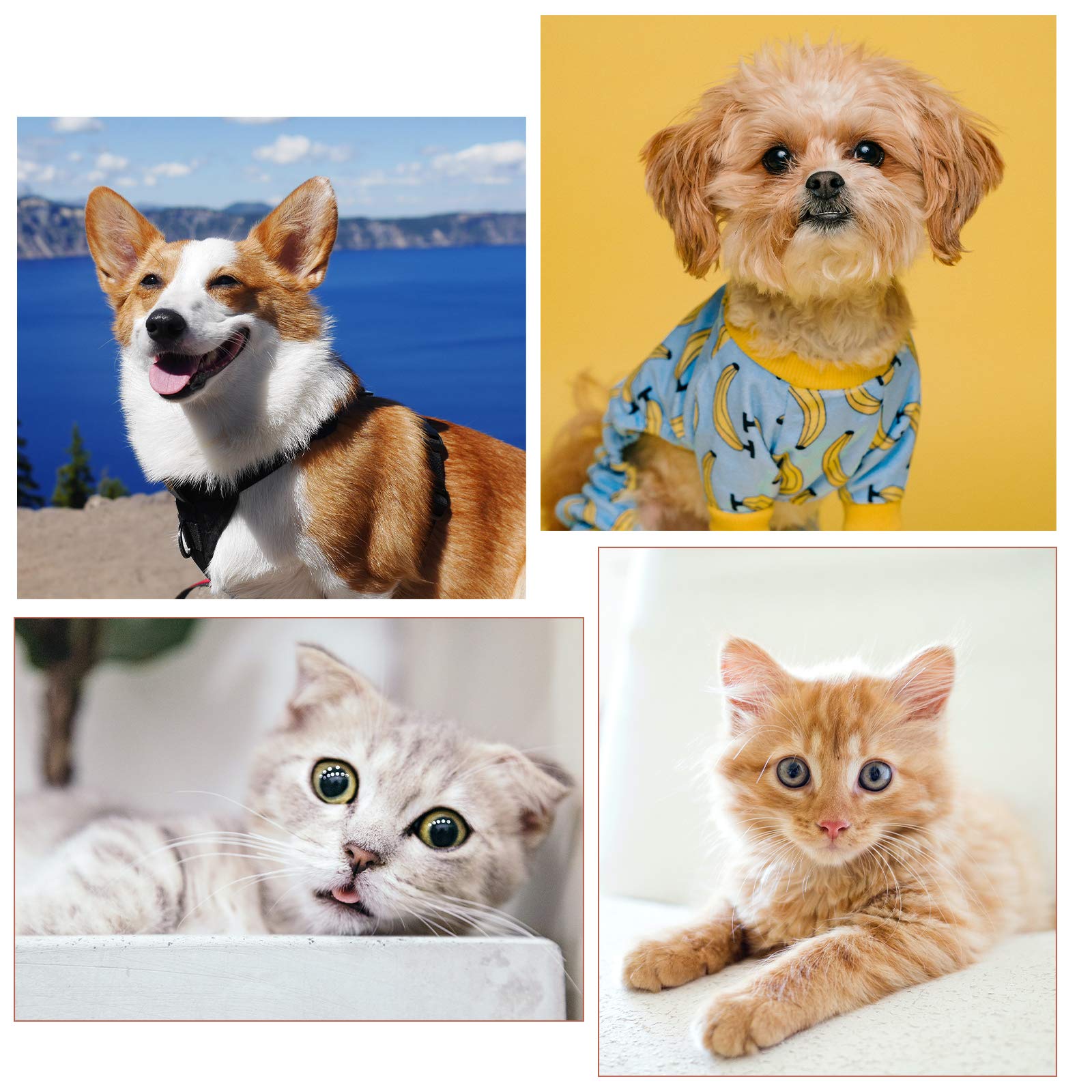 Luter 4 Pcs Tear Stain Remover Comb Dog Flea Comb Double-Sided Multifunctional Dog Eye Comb Brush Pets Grooming Comb For Dogs Cats Removing Crust And Mucus