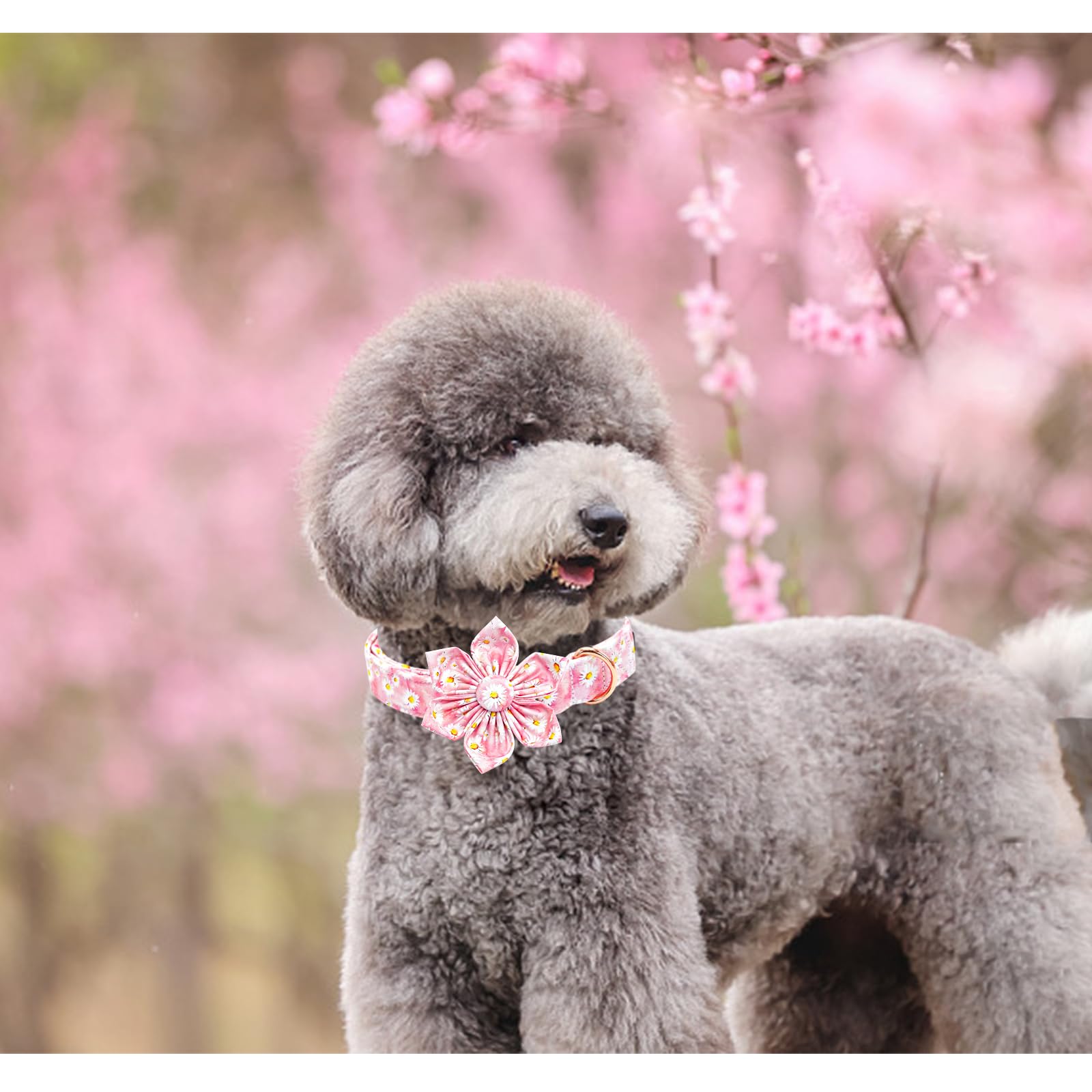 Lionheart Glory Dog Collar With Flower Pink Floral Pattern Dog Collar For Small Dogs, Adjustable Soft Sturdy Girl Collars Flower