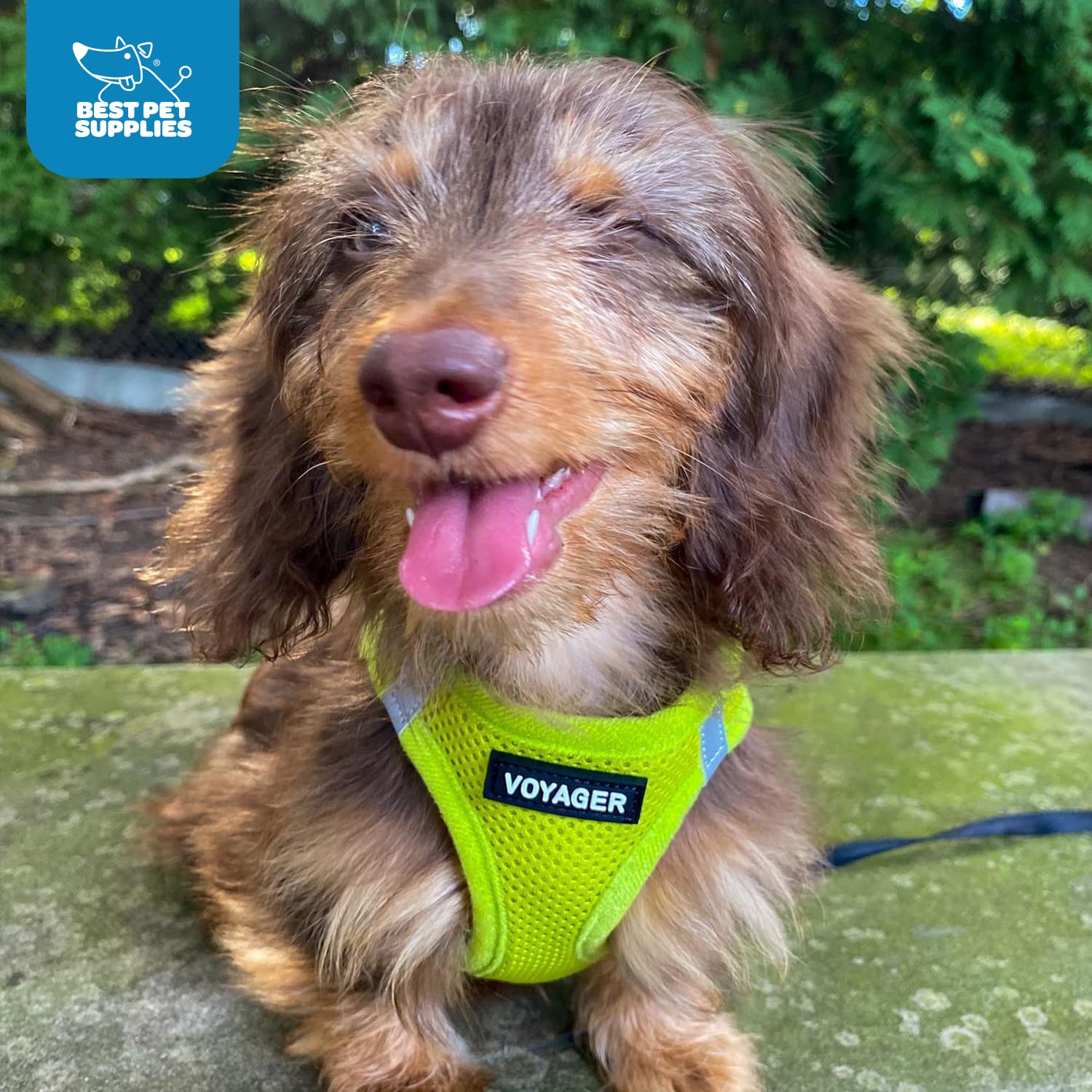 Voyager Step-In Air Dog Harness - All Weather Mesh Step In Vest Harness For Small And Medium Dogs And Cats By Best Pet Supplies - Harness (Lime Green), S (Chest: 14.5-16')