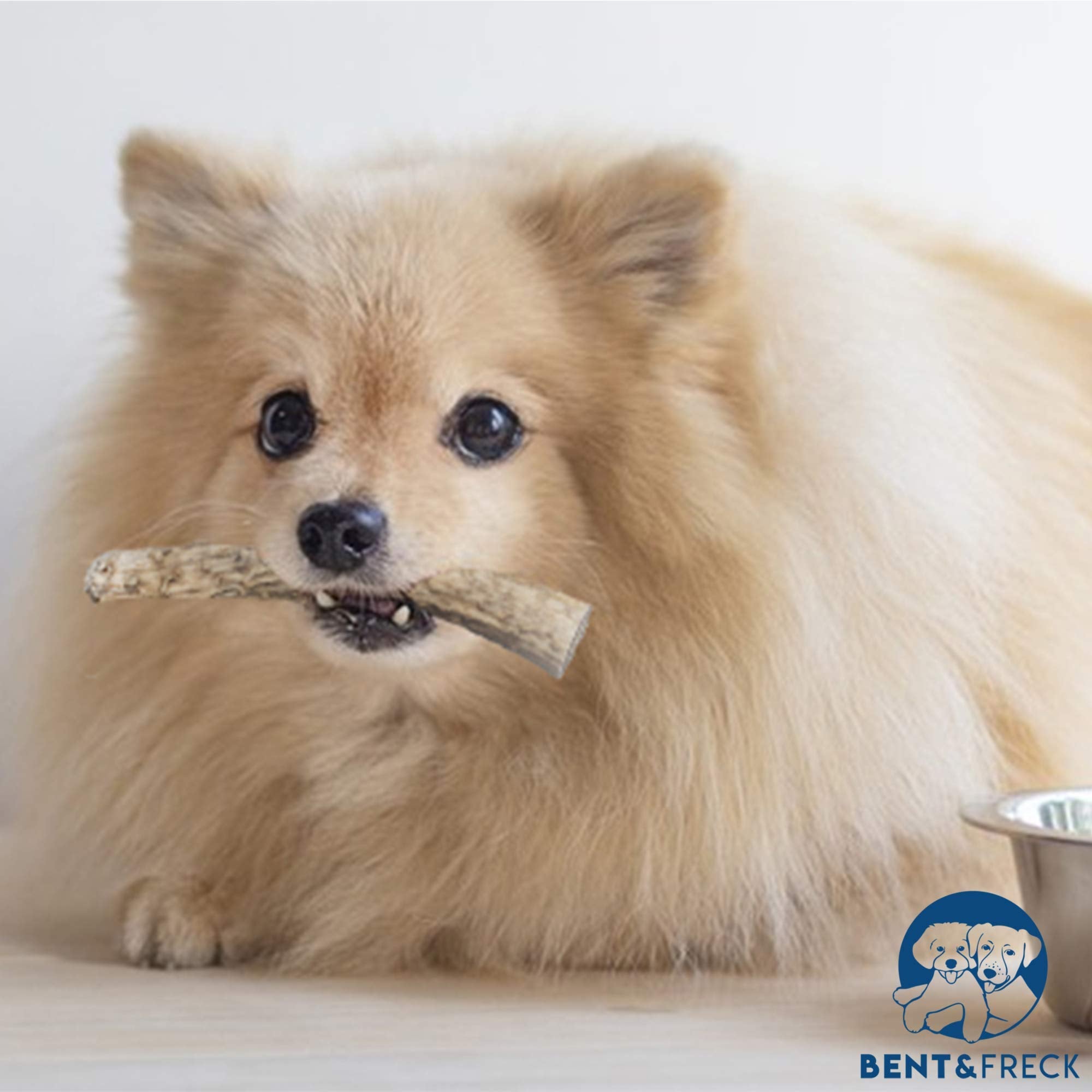 Antler Dog Chew From Pet Expertise, Gigantic 12-14'' Long, 1 Piece