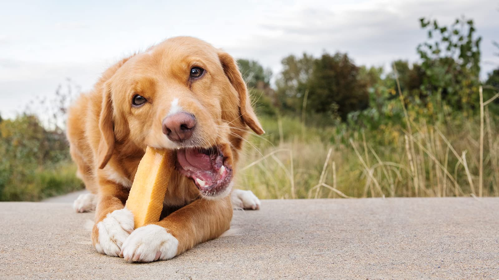 peaksNpaws Premium Yak Cheese Dog Treats - Natural Yak Chews from Himalayan Mountains - Grain Free, Lactose Free - Easily Digest